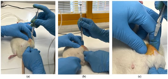 Sequence of the intra-articular approach. (a) Medial entry point to the patellar tendon. (b) Needle insertion directed towards the synovial space. (c) Needle insertion was performed at 90° to the sagittal plane with 10–15° cranial inclination, advancing 3–4 mm to reach the synovial space in rats weighing 250–300 g.