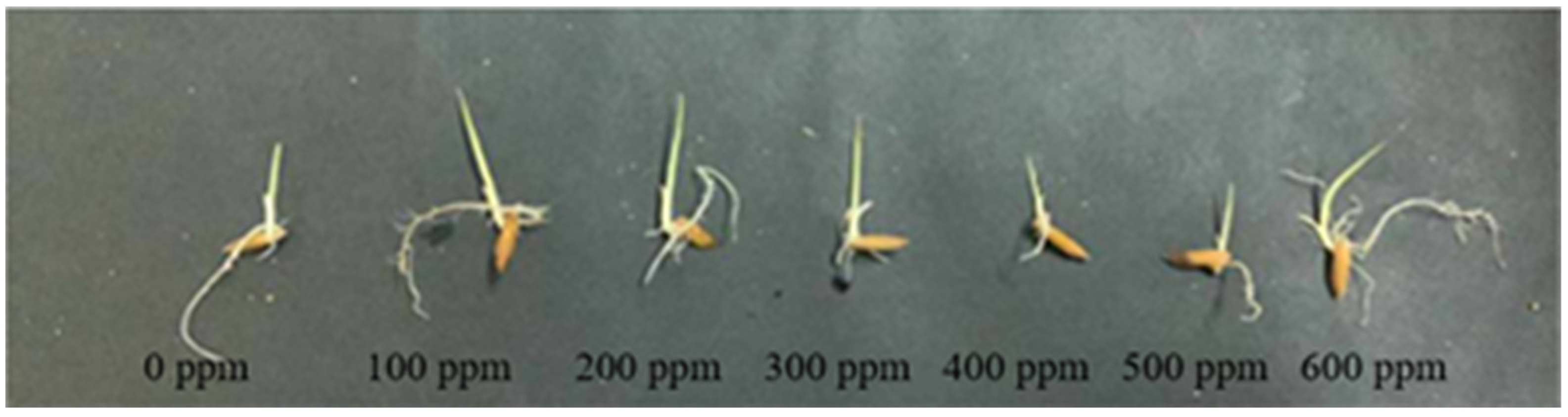Nanomaterials 16 00780 g006 Nanomaterials 16 00780 g006
