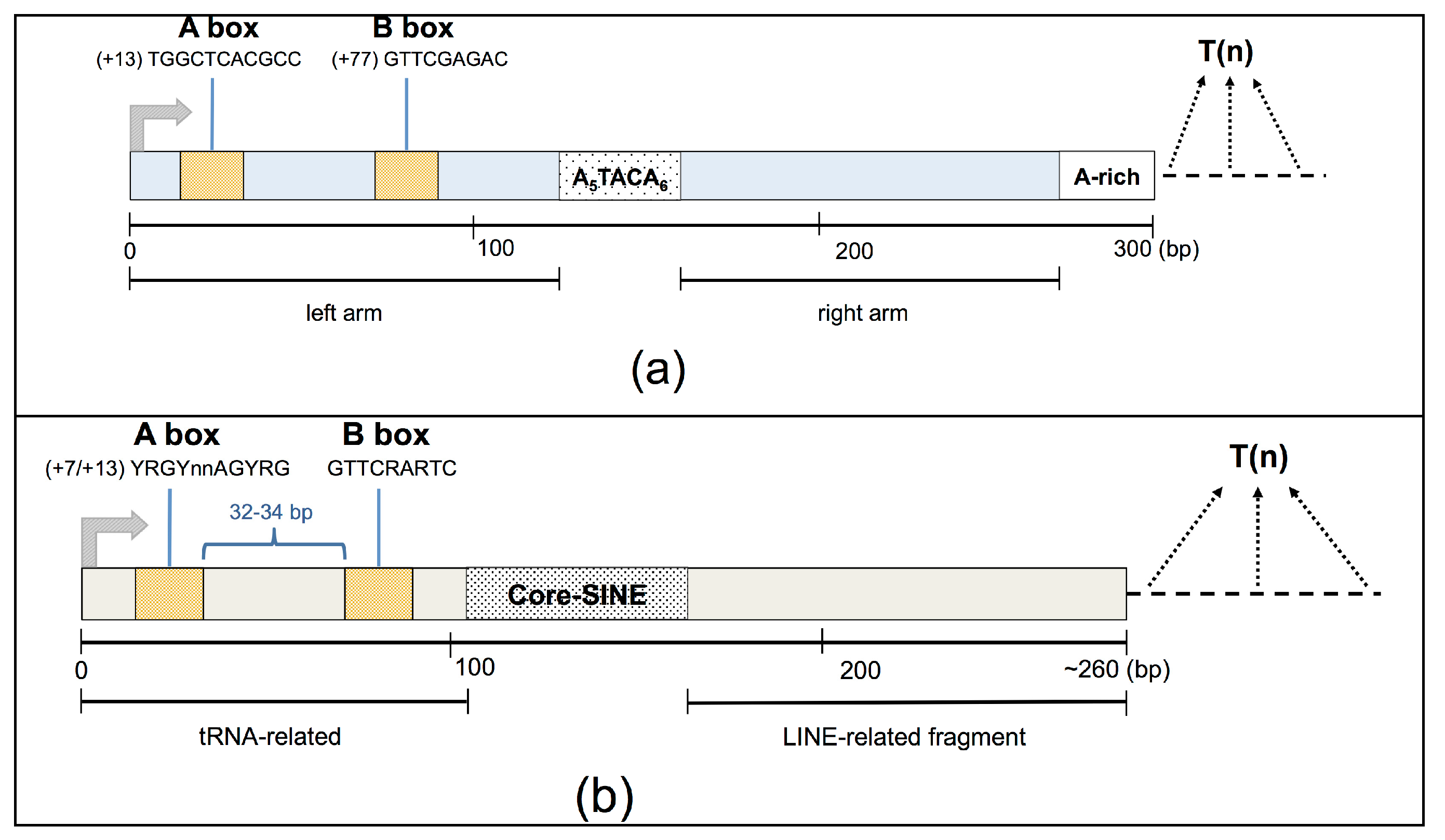 Ncrna 03 00015 g001