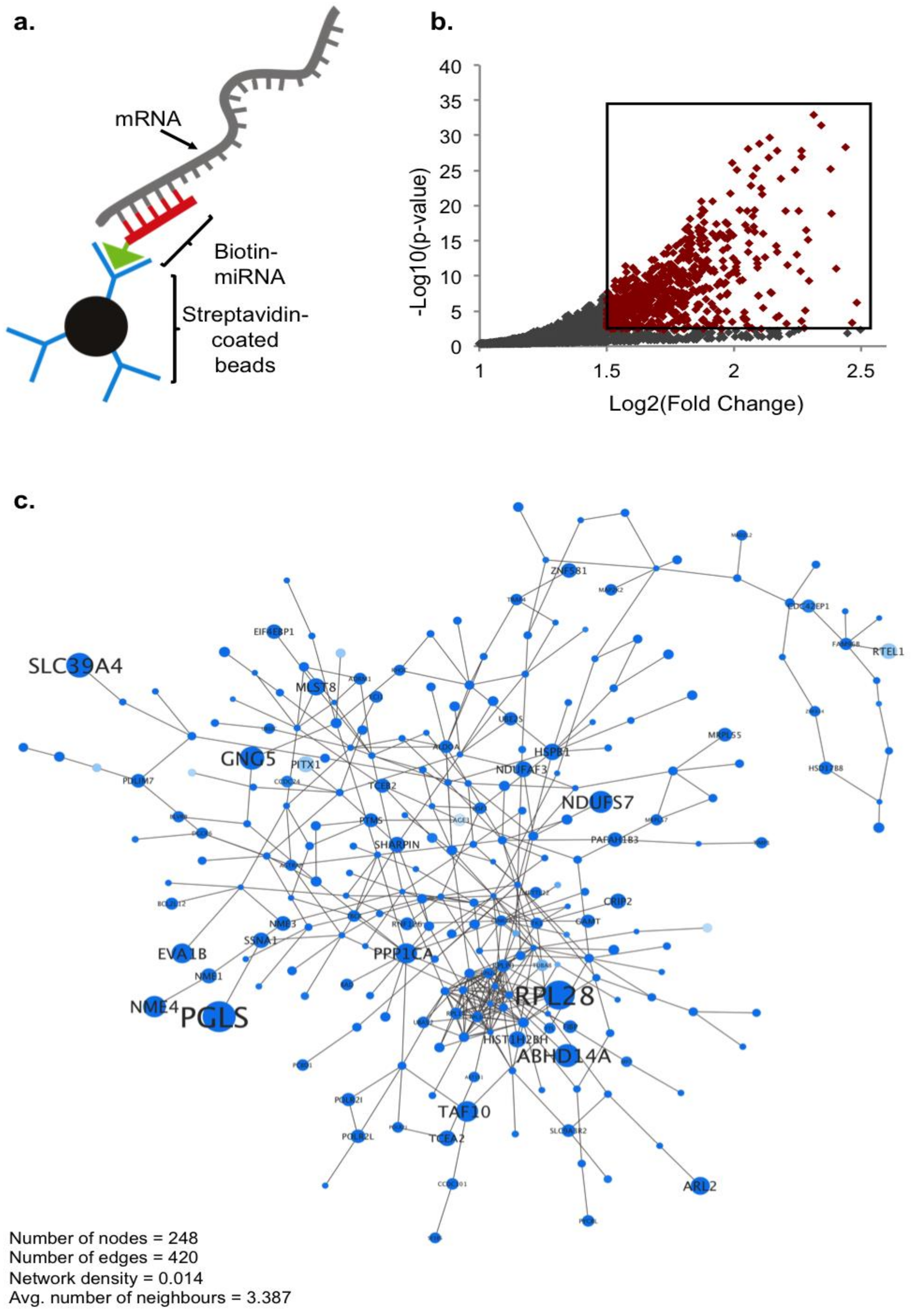 Ncrna 04 00010 g001 Ncrna 04 00010 g001