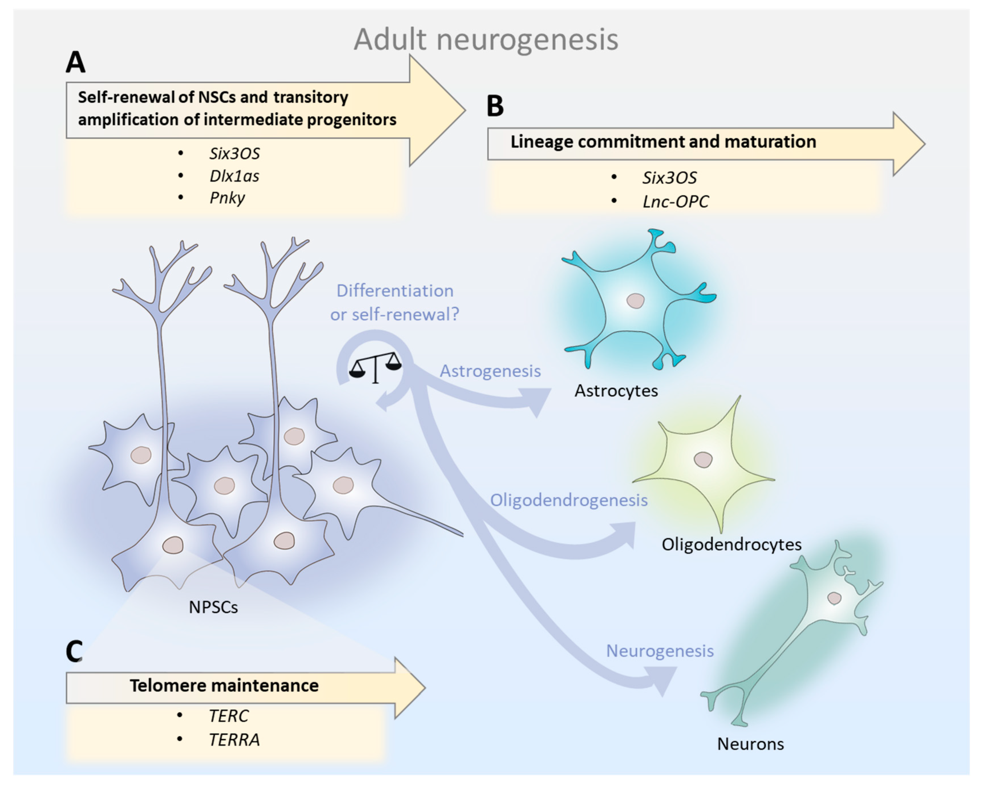 Ncrna 04 00012 g001 Ncrna 04 00012 g001