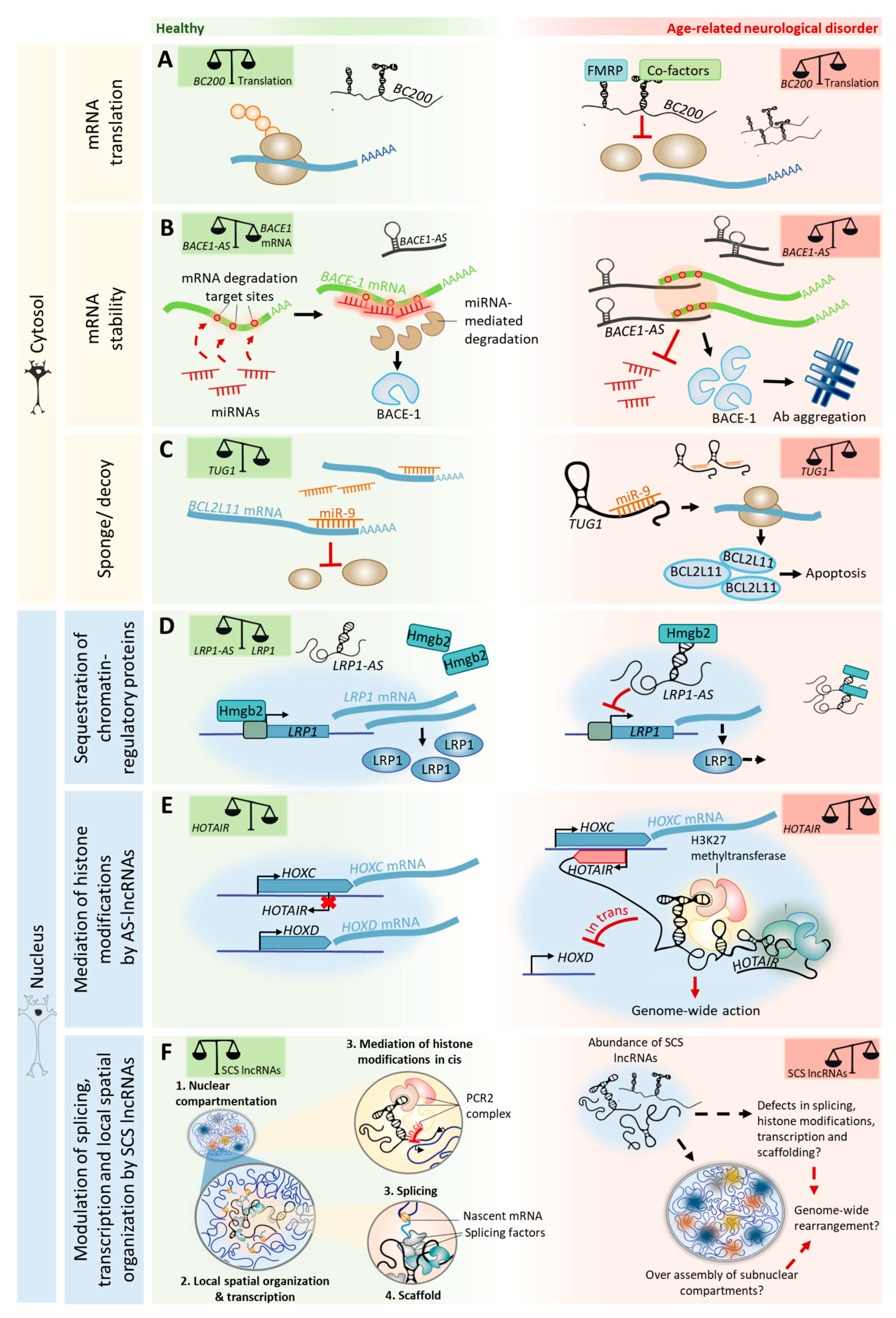 Ncrna 04 00012 g003 Ncrna 04 00012 g003