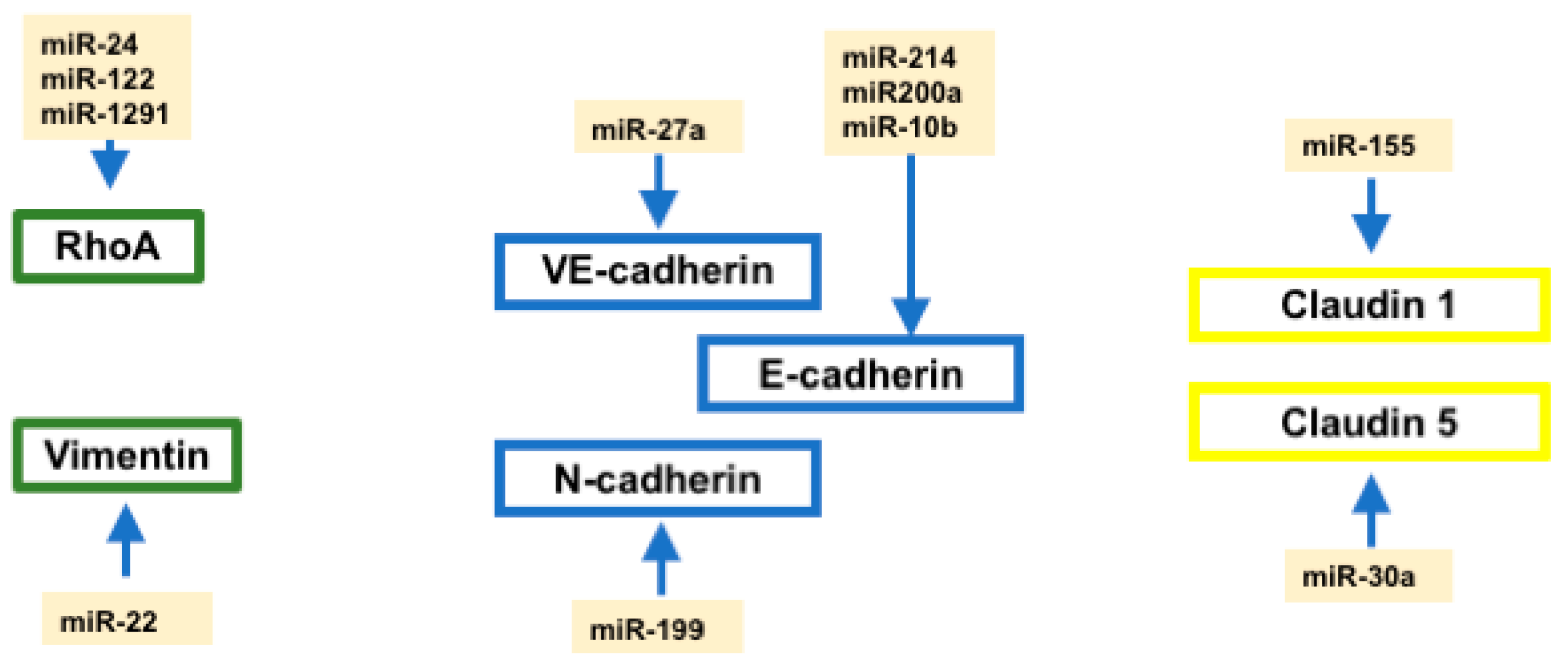 Ncrna 04 00014 g002