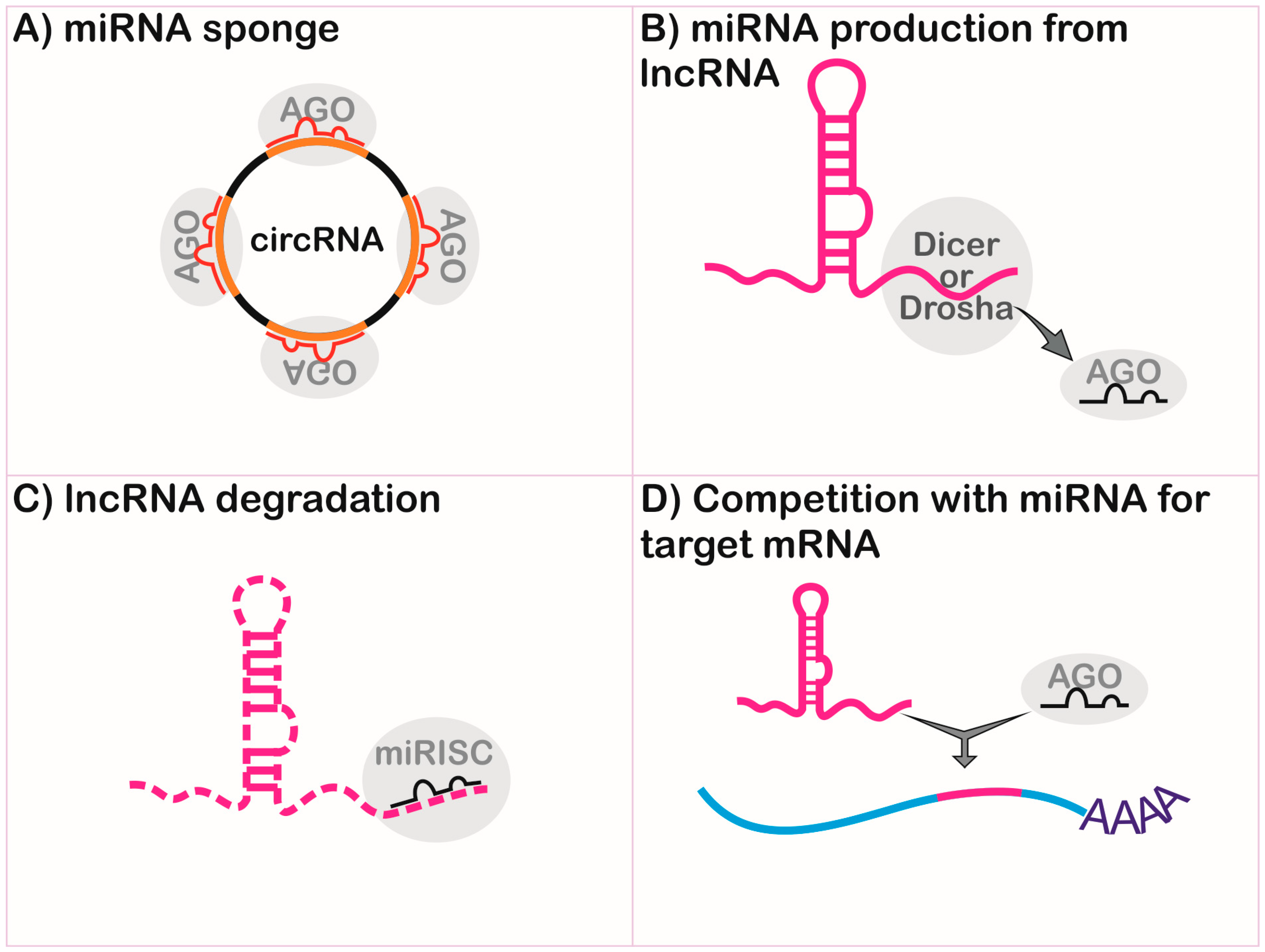 Ncrna 05 00017 g003 Ncrna 05 00017 g003