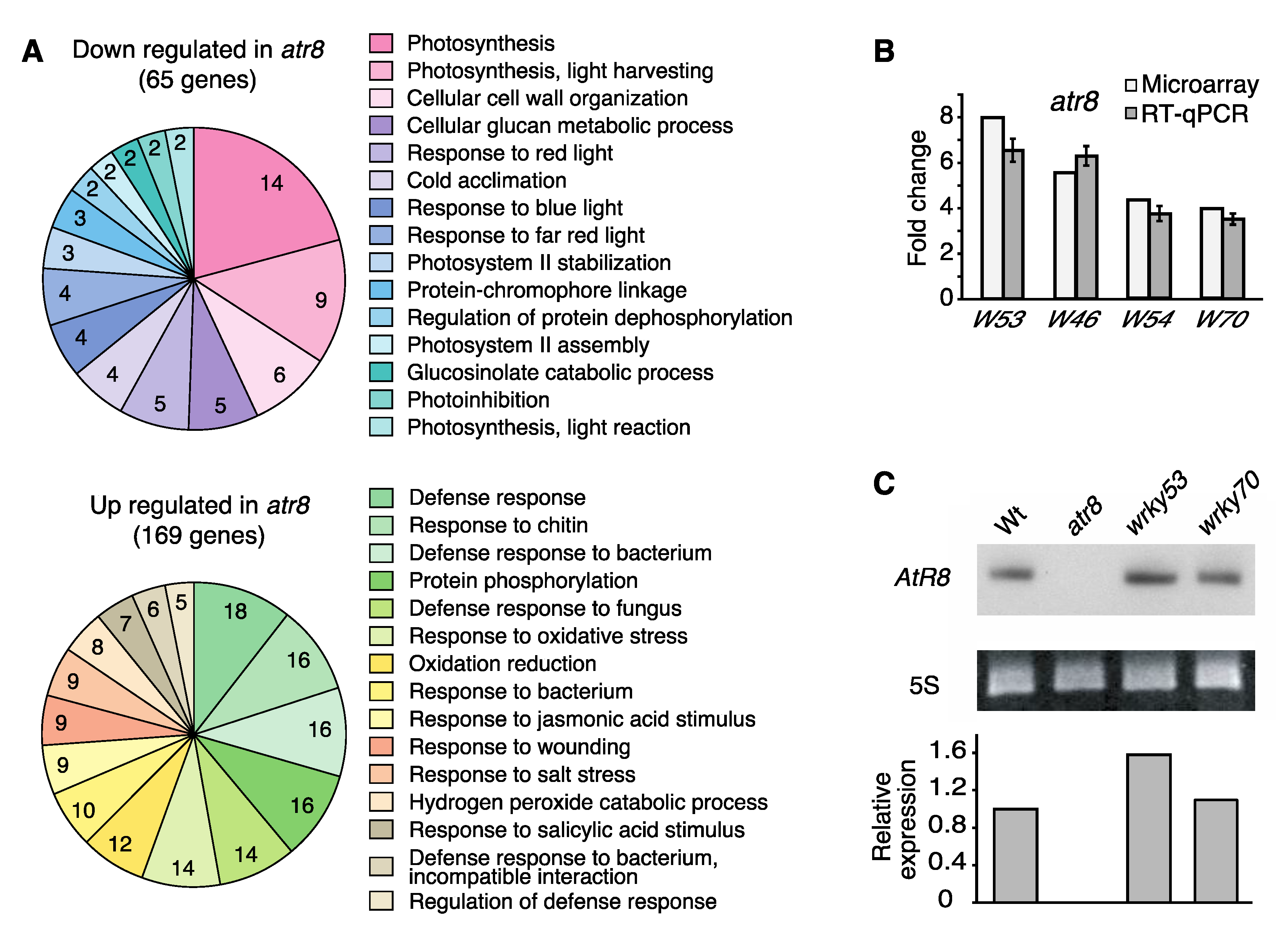 Ncrna 06 00008 g001 Ncrna 06 00008 g001