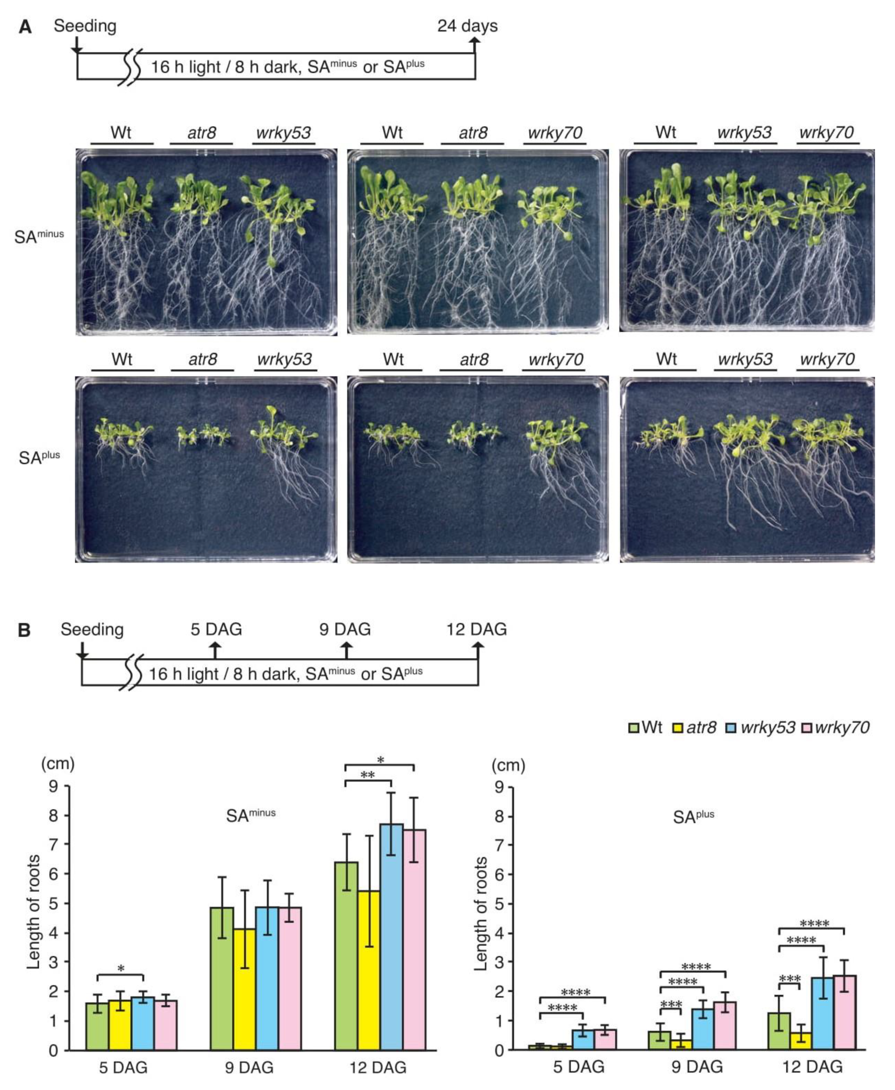 Ncrna 06 00008 g002 Ncrna 06 00008 g002