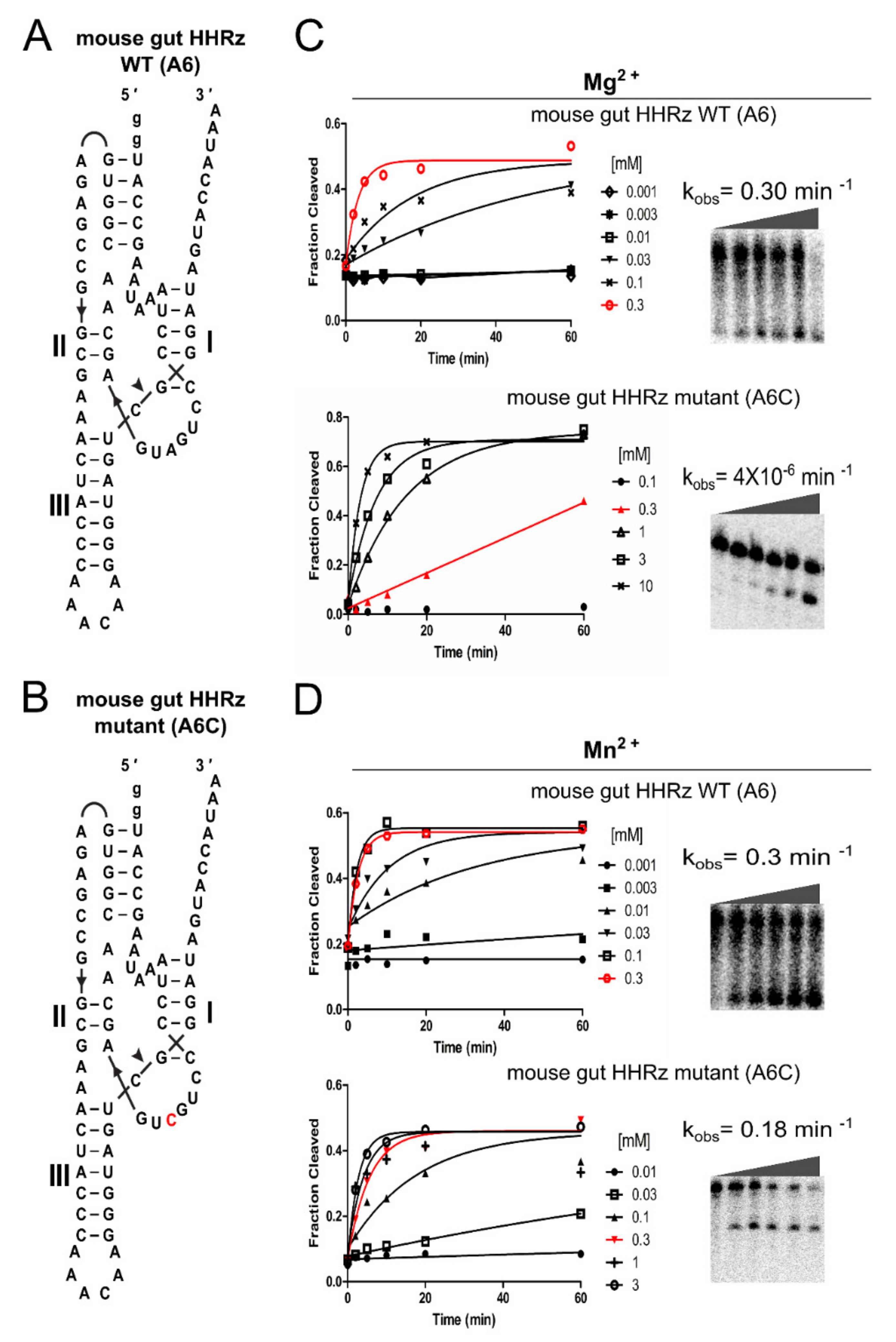 Ncrna 06 00014 g004 Ncrna 06 00014 g004