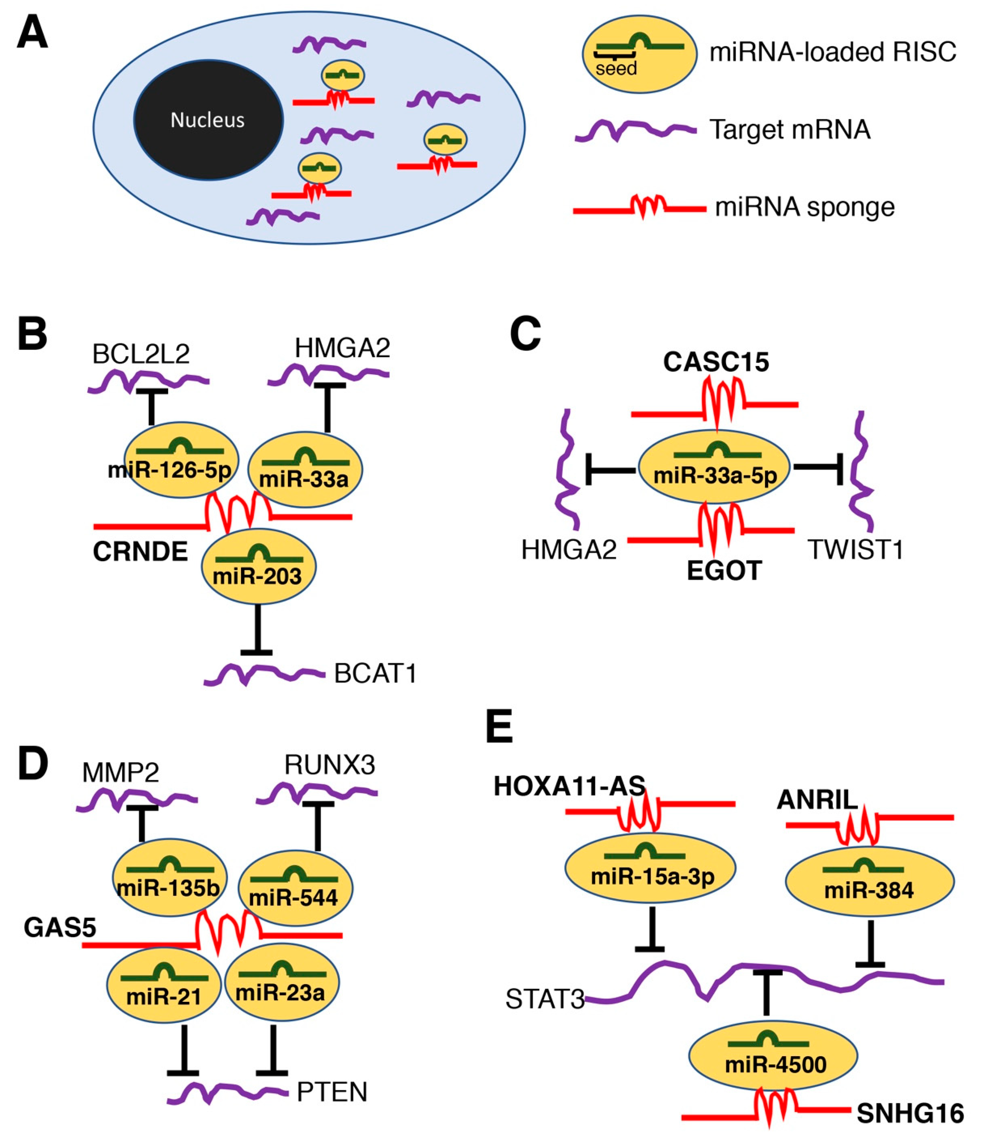 Ncrna 06 00034 g002 Ncrna 06 00034 g002