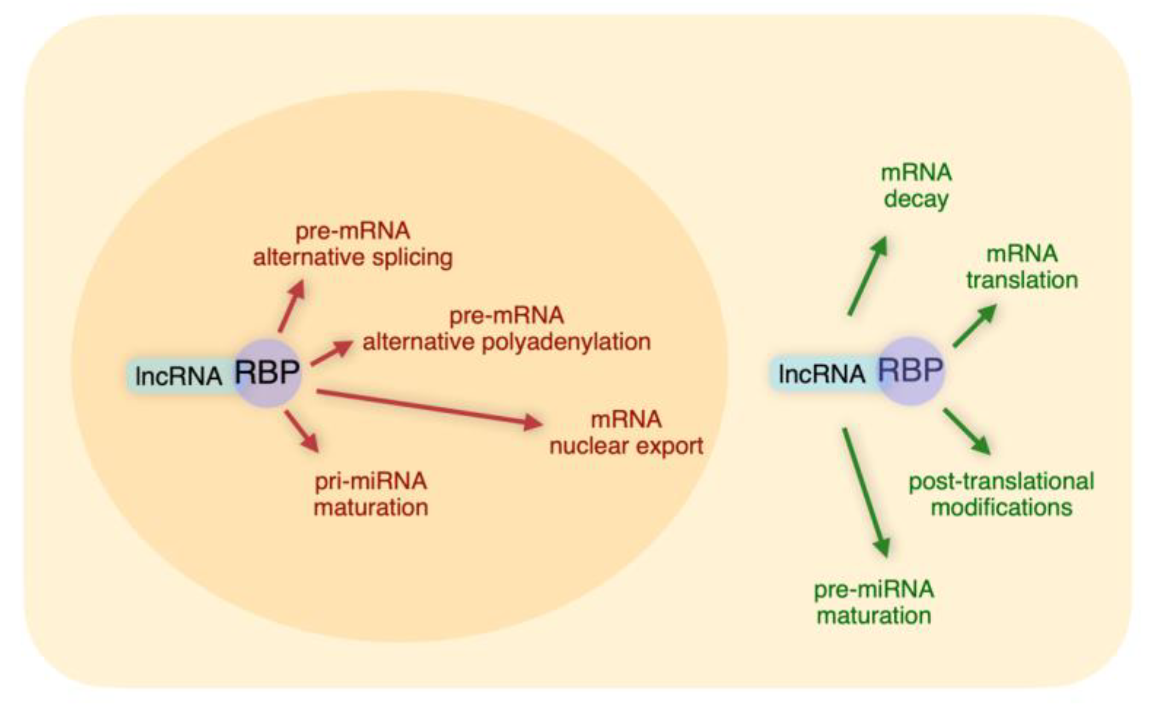Ncrna 06 00040 g001