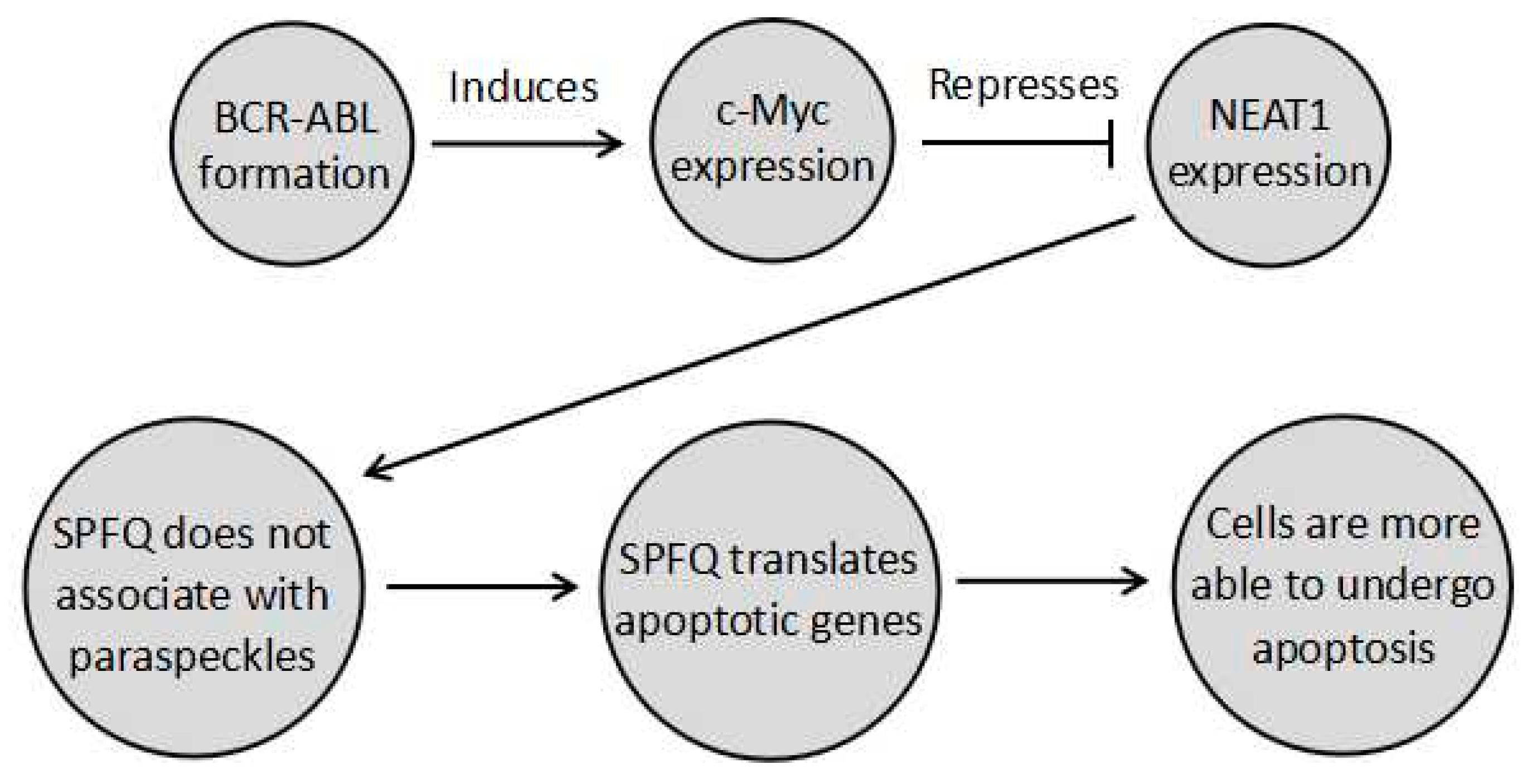 Ncrna 06 00043 g001 Ncrna 06 00043 g001