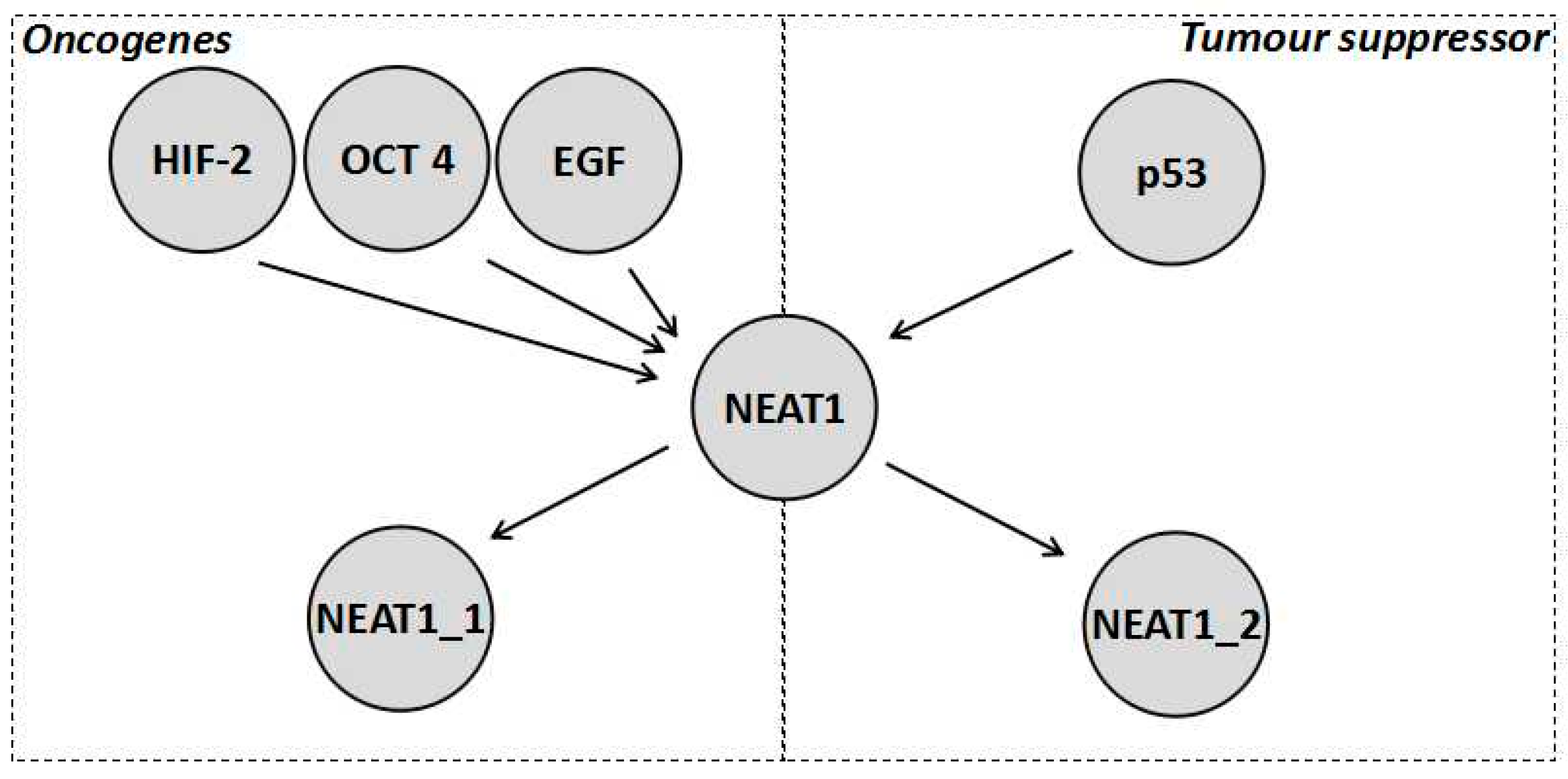 Ncrna 06 00043 g002 Ncrna 06 00043 g002