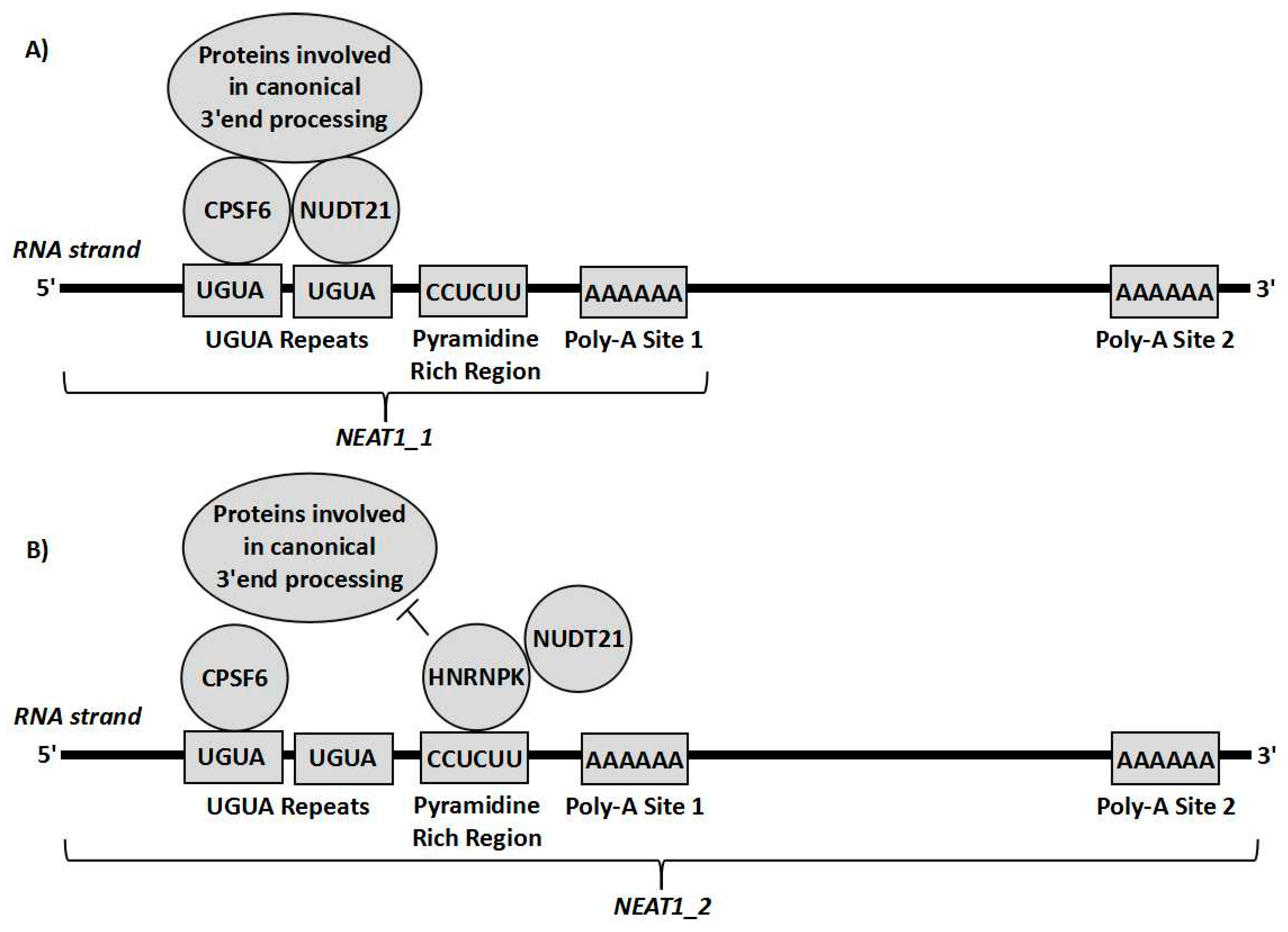 Ncrna 06 00043 g003 Ncrna 06 00043 g003