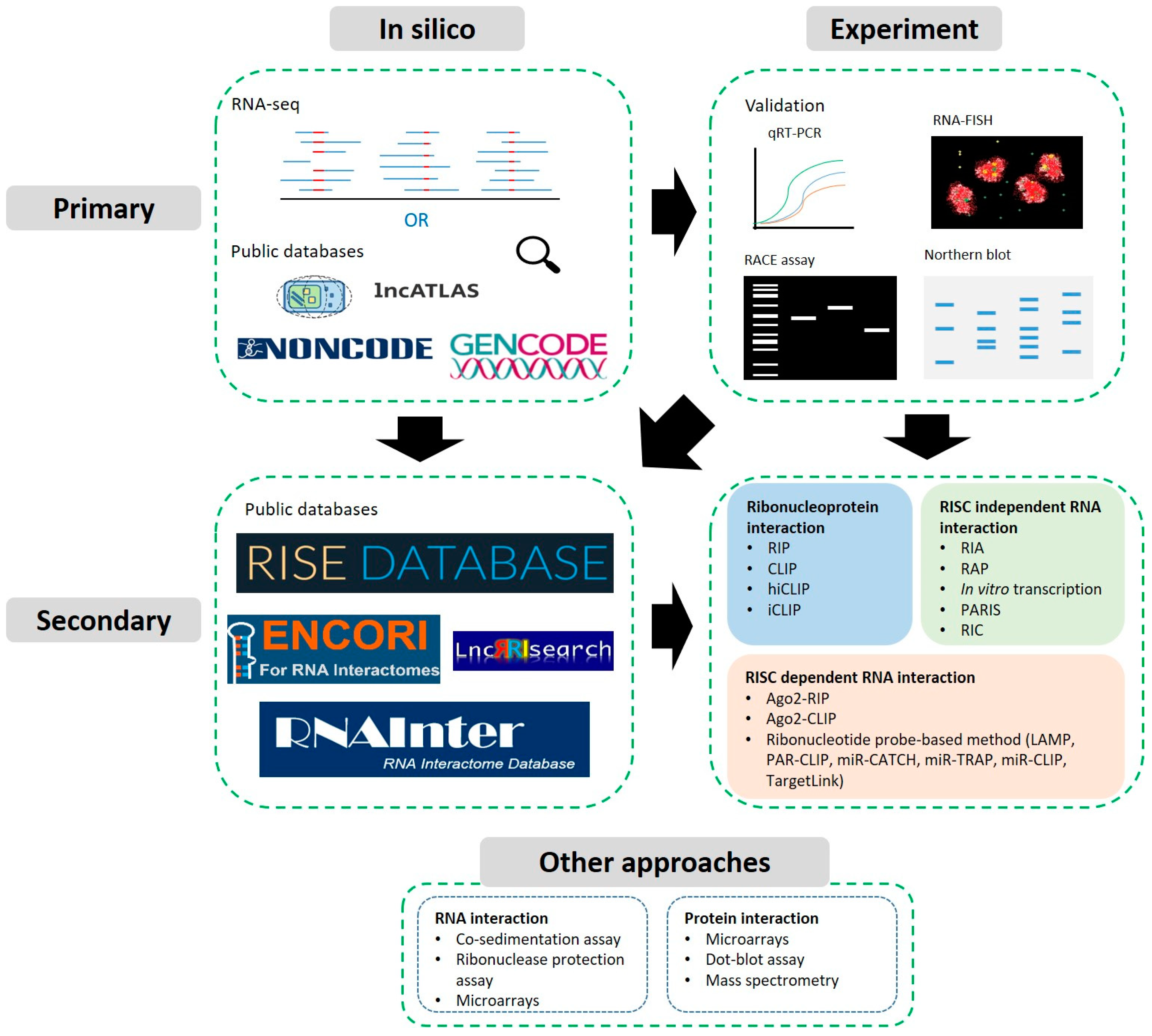 Ncrna 07 00019 g001 Ncrna 07 00019 g001