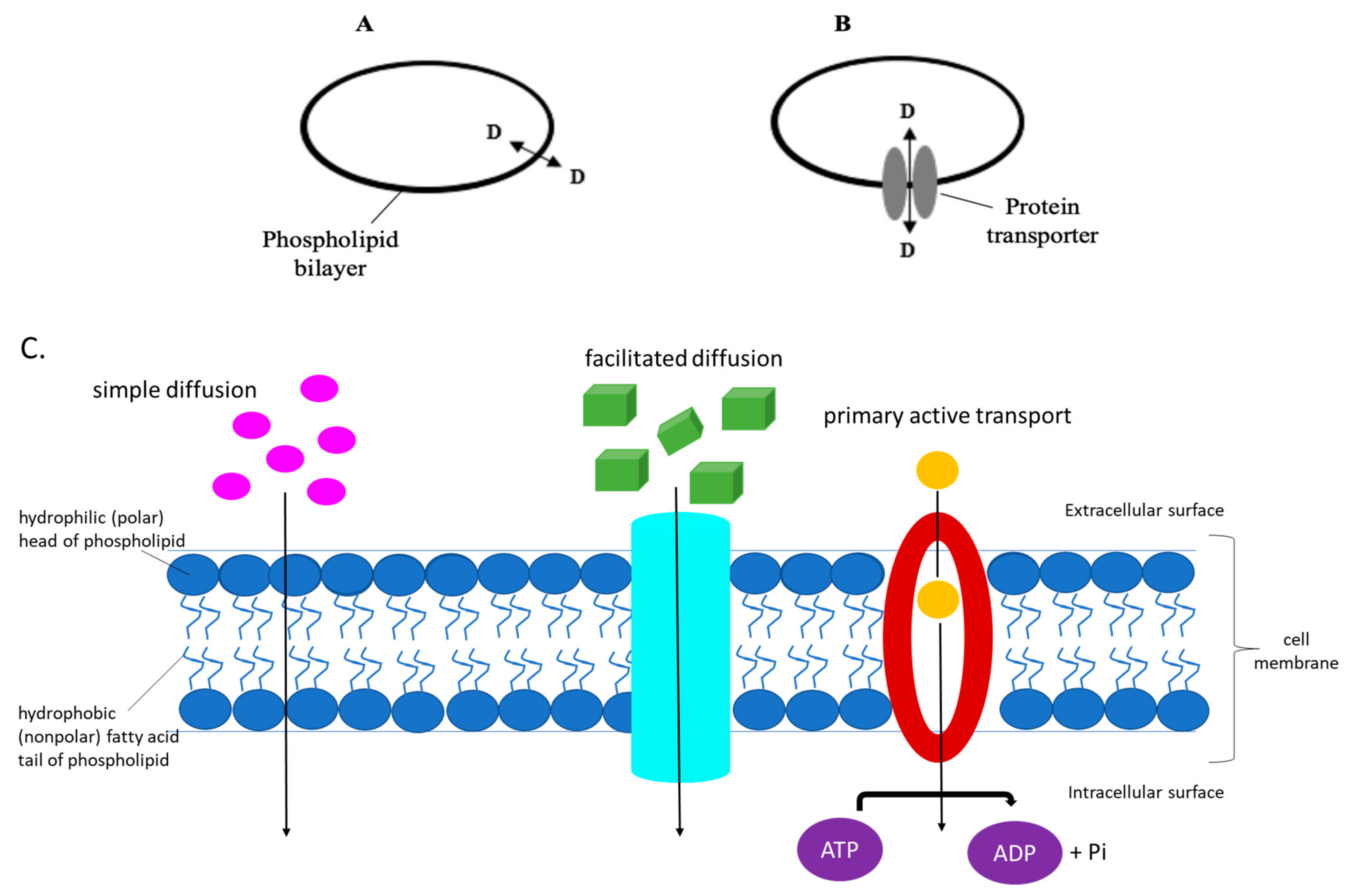 Ncrna 07 00027 g001 Ncrna 07 00027 g001
