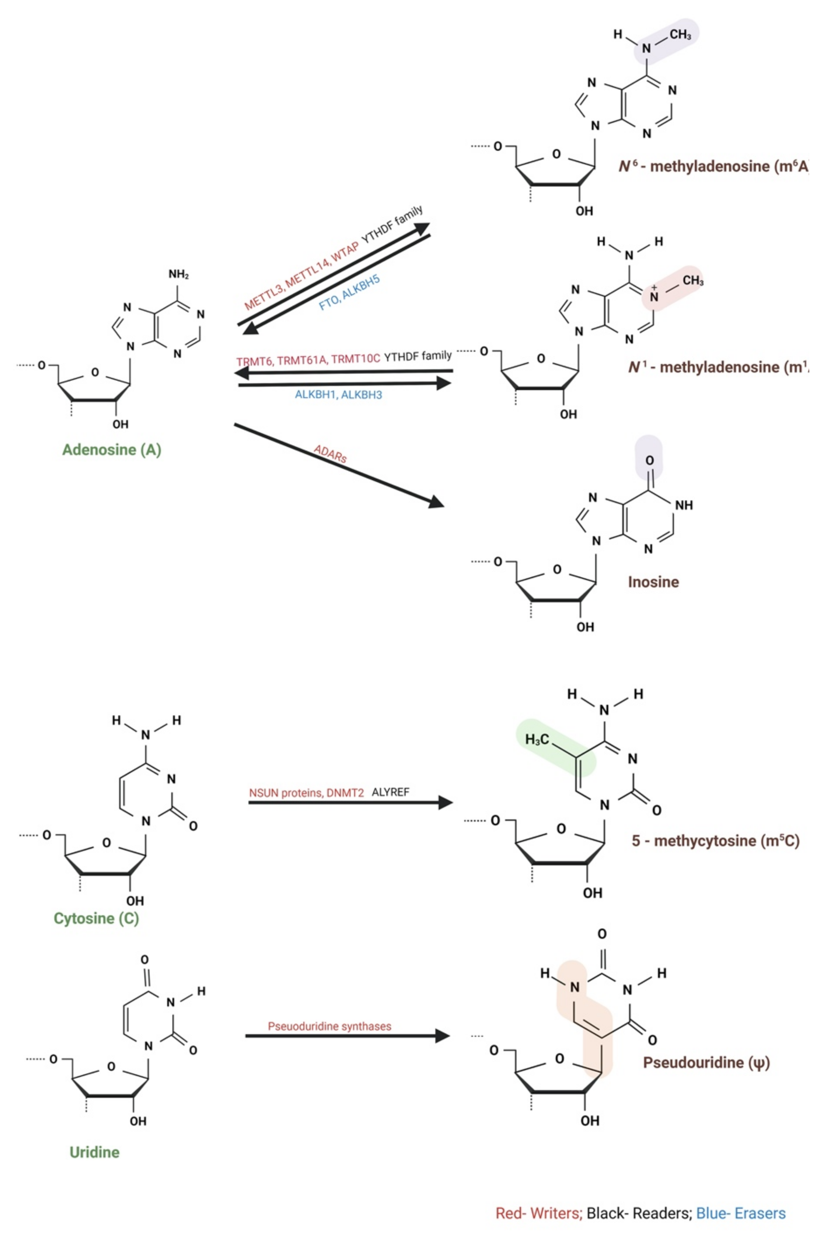 Ncrna 07 00031 g001 Ncrna 07 00031 g001