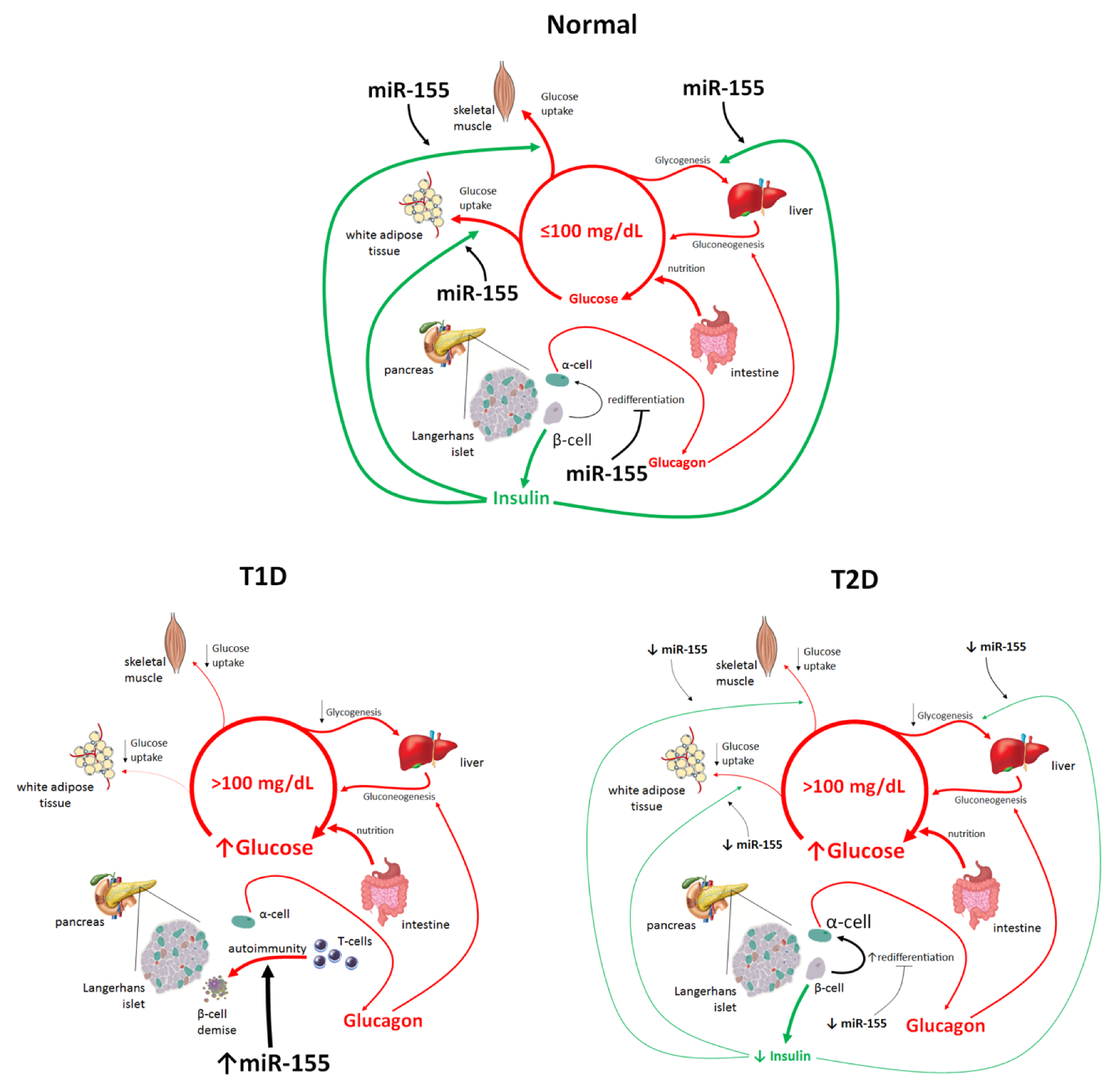 Ncrna 07 00039 g002 Ncrna 07 00039 g002
