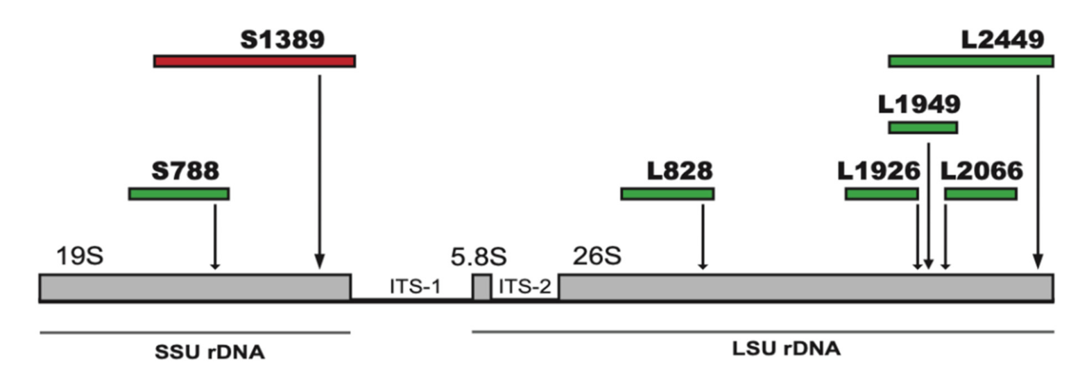 Ncrna 07 00043 g001
