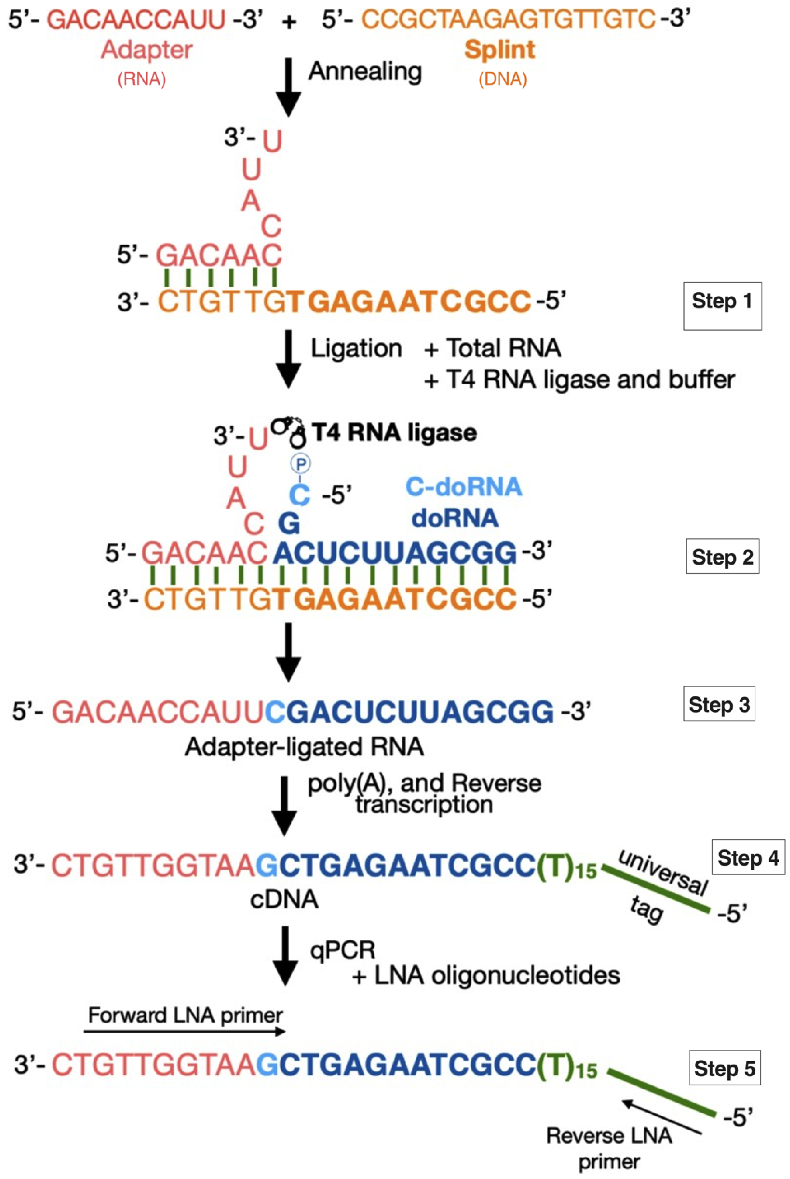 Ncrna 07 00059 g001 Ncrna 07 00059 g001