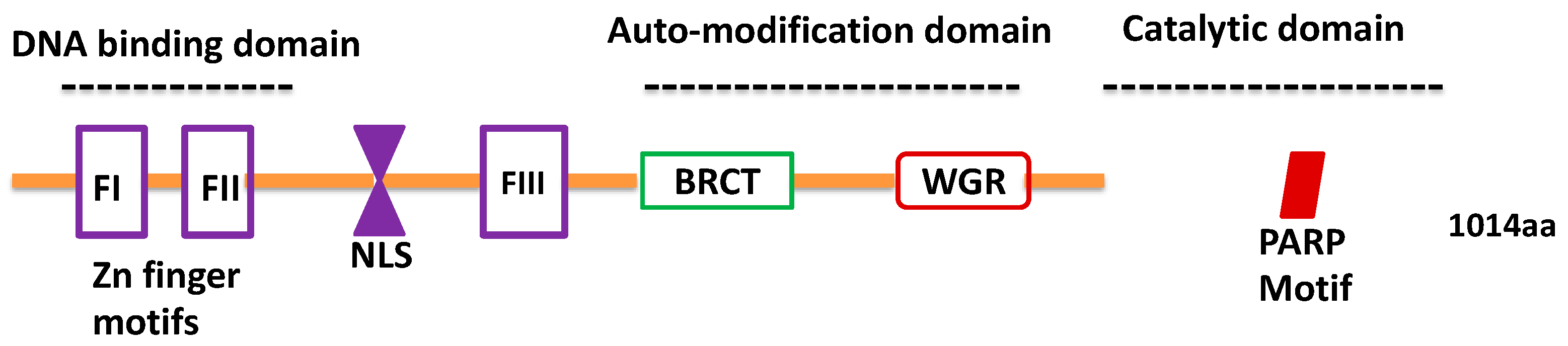 Ncrna 07 00060 g001 Ncrna 07 00060 g001