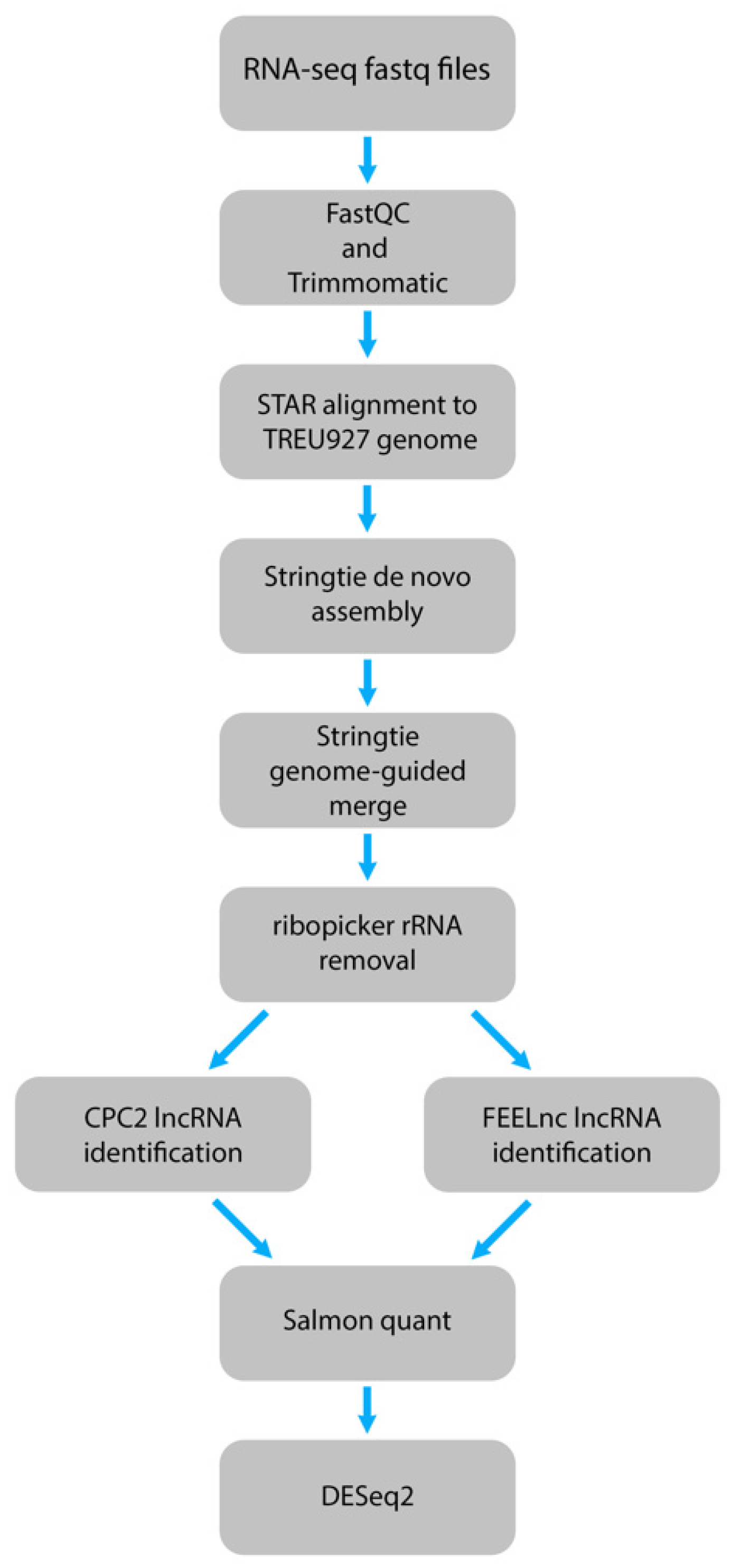 Ncrna 08 00007 g001 Ncrna 08 00007 g001