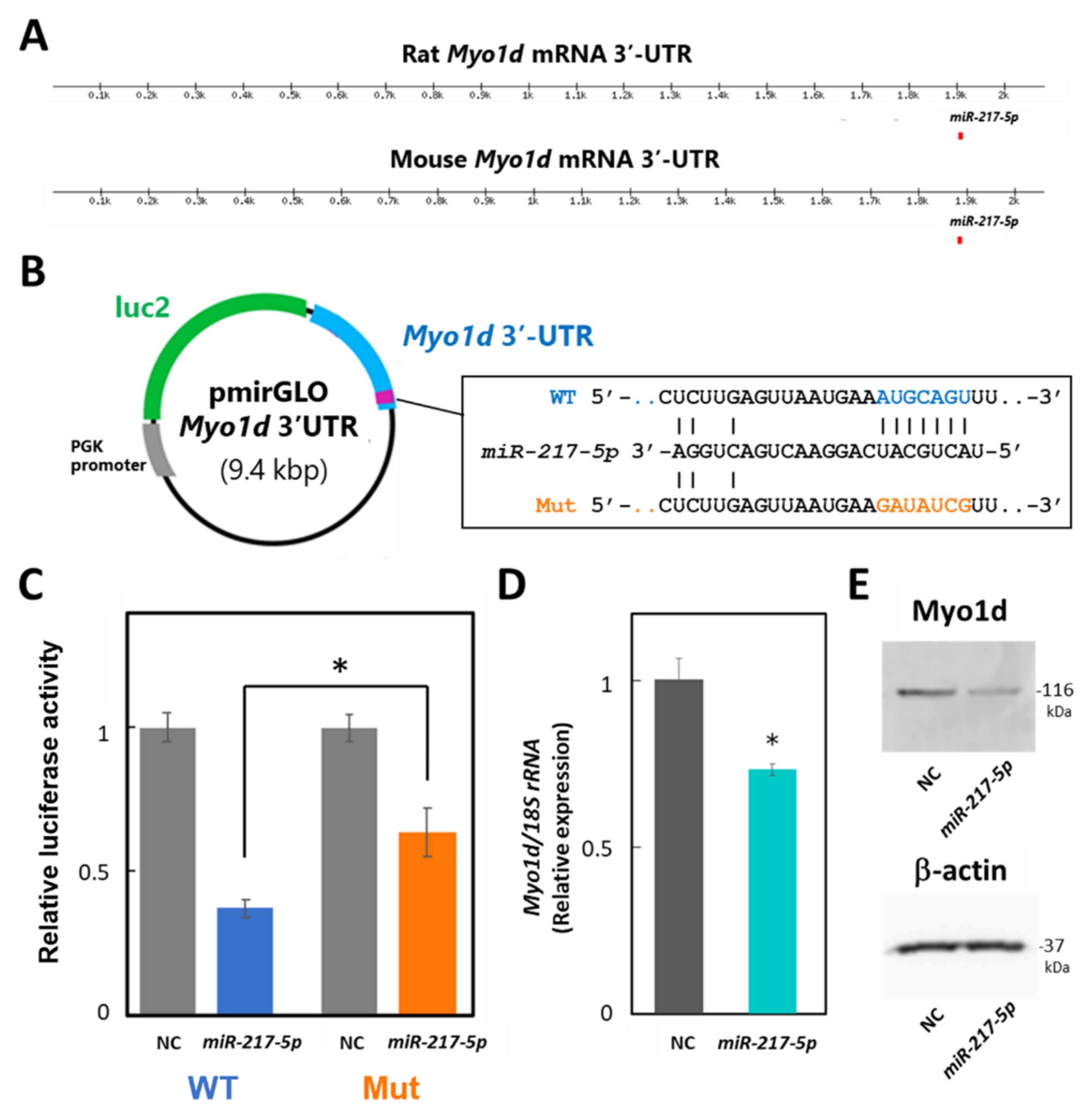 Ncrna 08 00043 g006 Ncrna 08 00043 g006