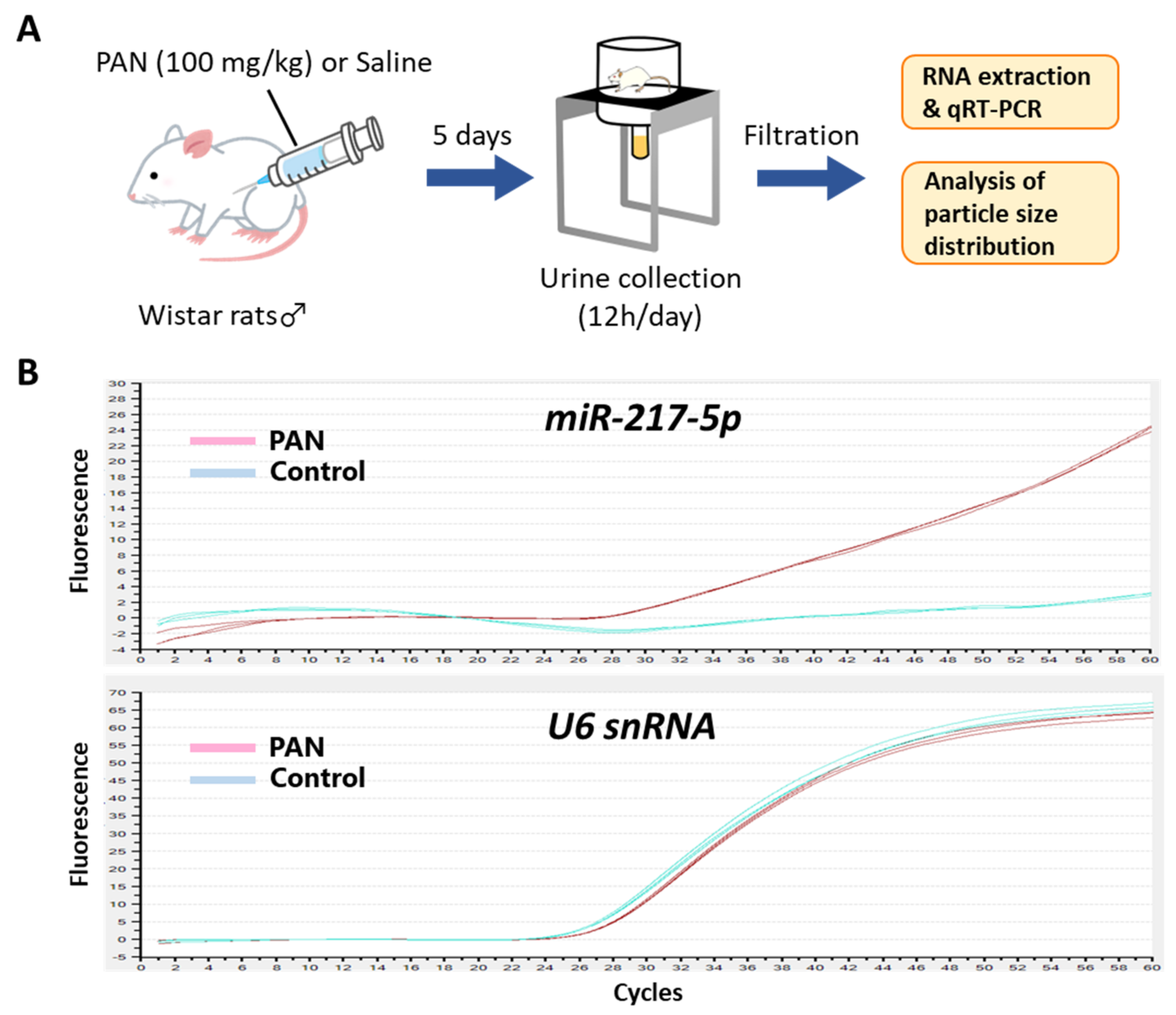 Ncrna 08 00043 g007 Ncrna 08 00043 g007