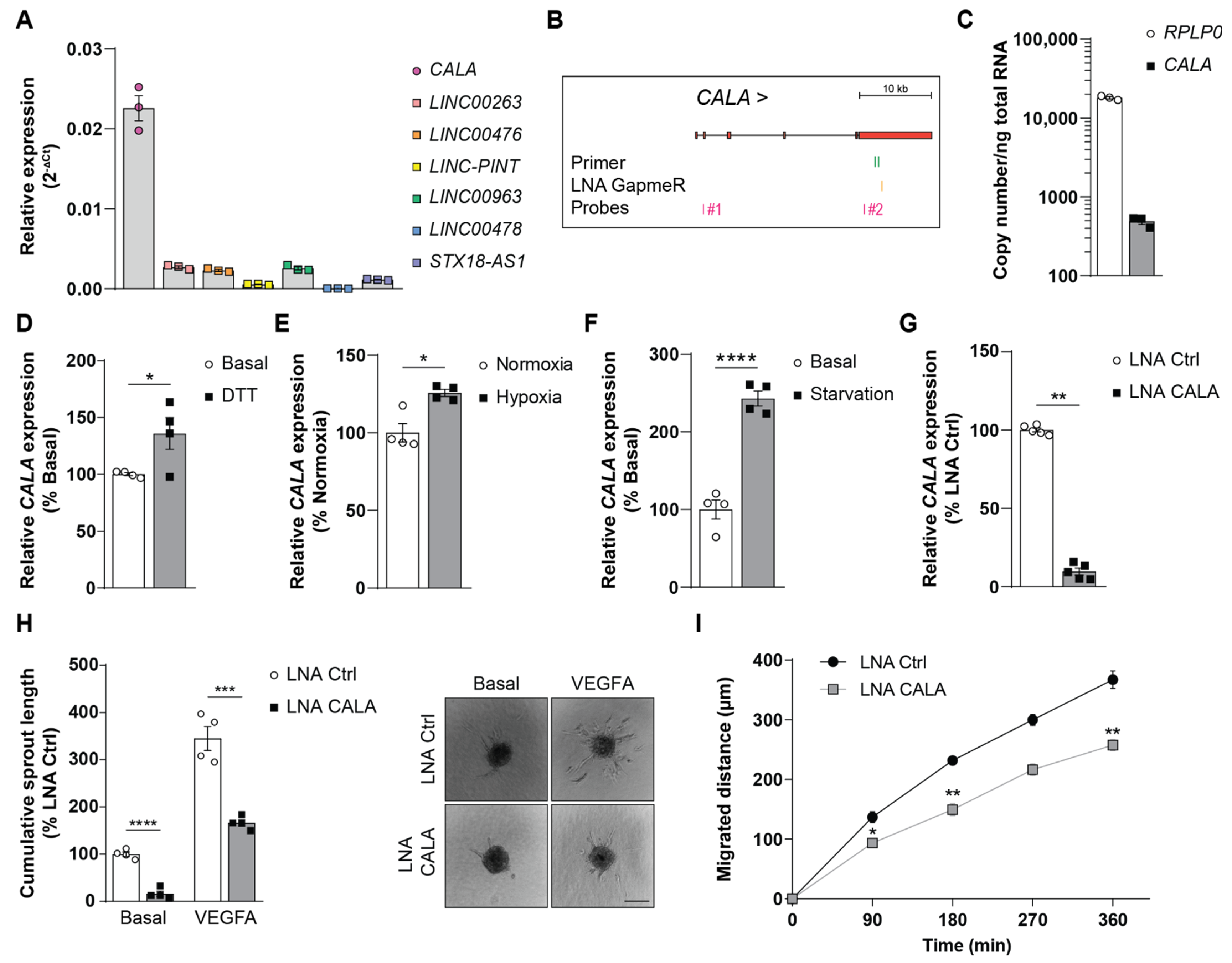 Ncrna 08 00049 g001 Ncrna 08 00049 g001