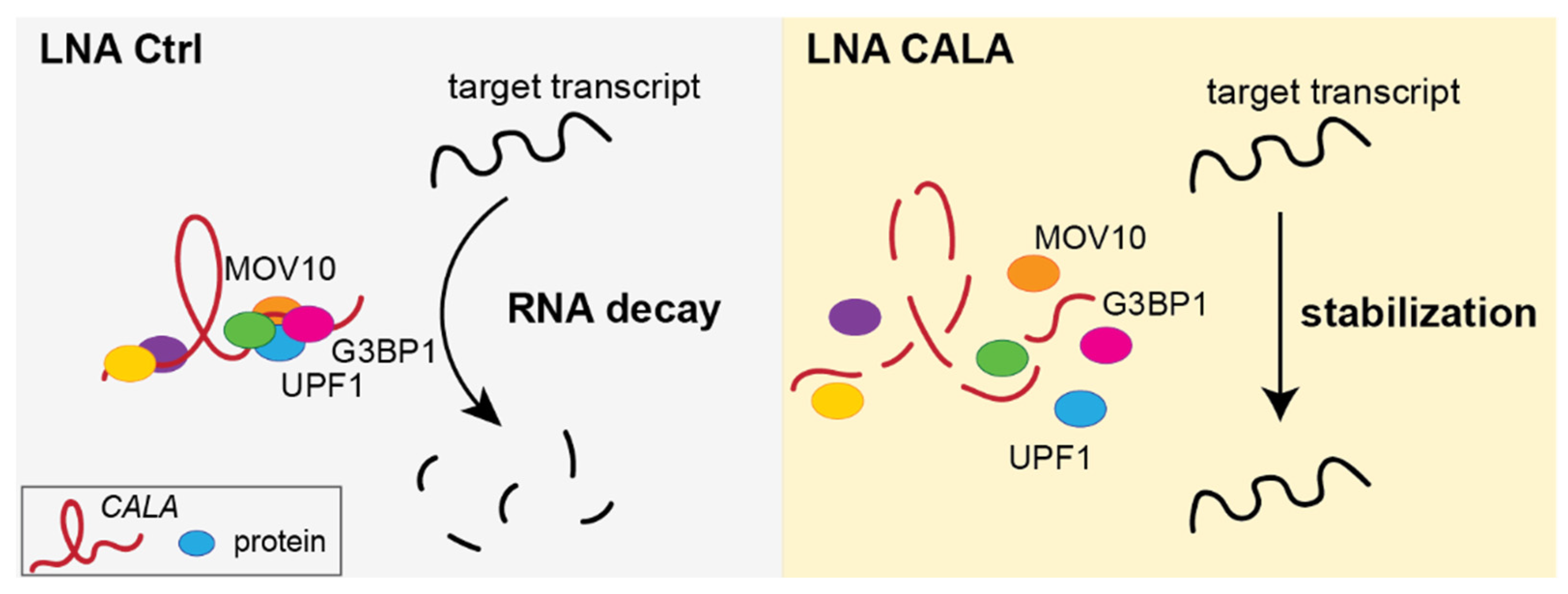 Ncrna 08 00049 g004 Ncrna 08 00049 g004