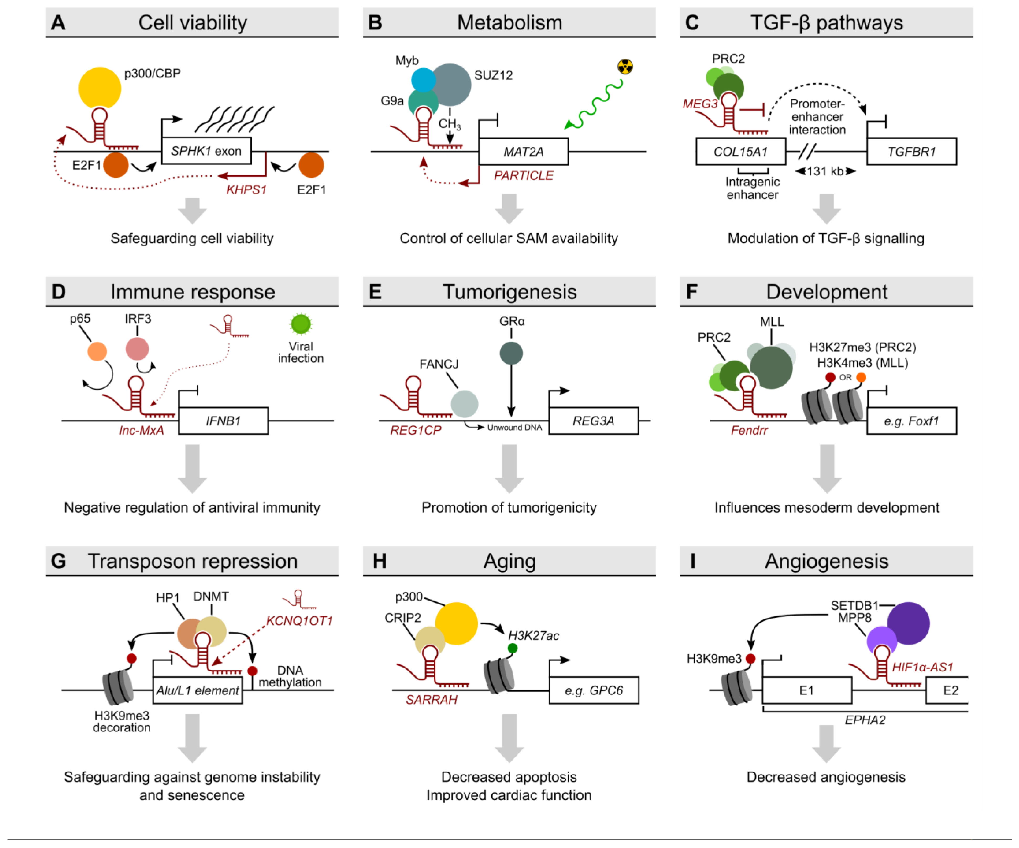 Ncrna 09 00010 g003 Ncrna 09 00010 g003