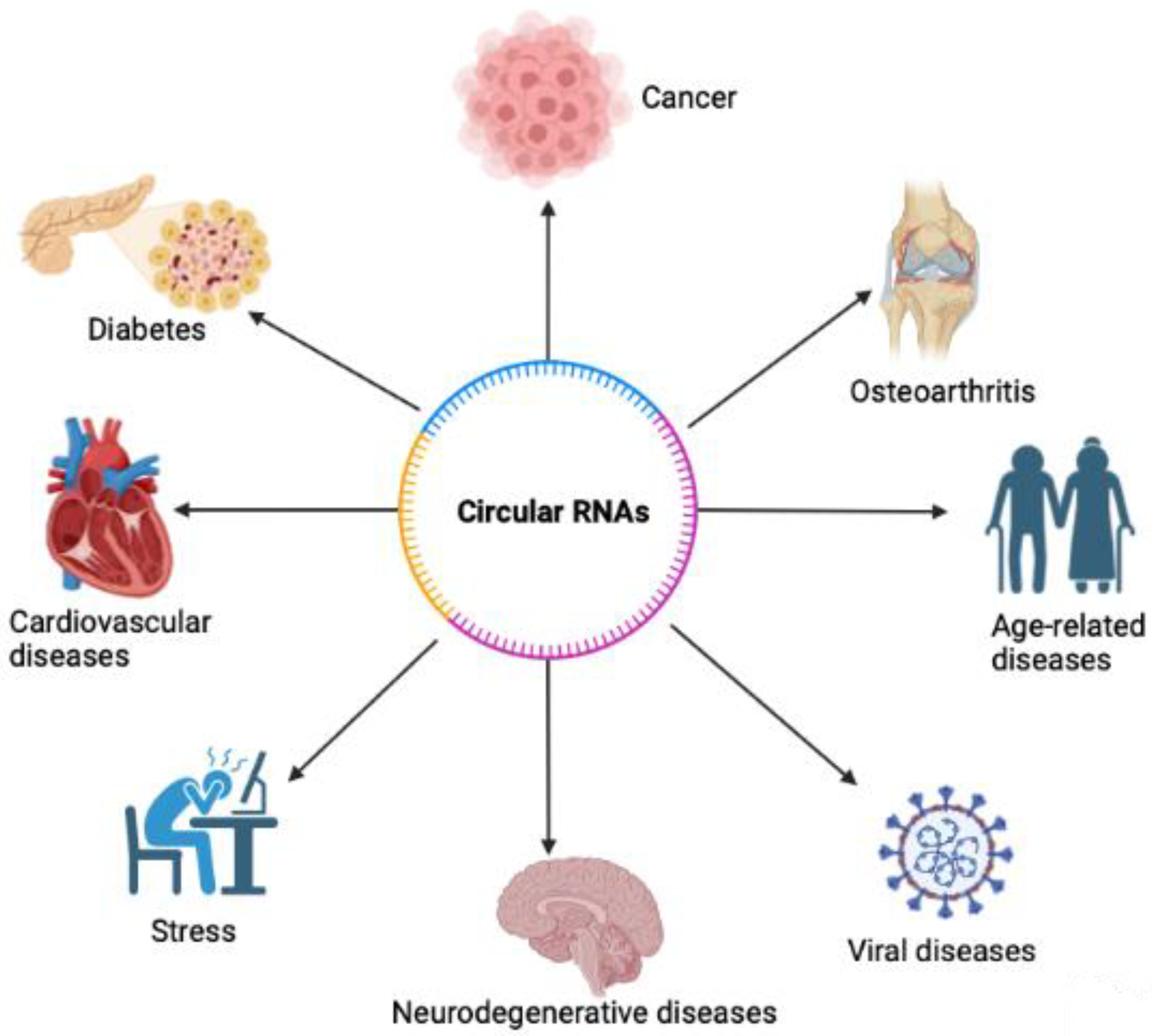 Ncrna 09 00038 g002 Ncrna 09 00038 g002