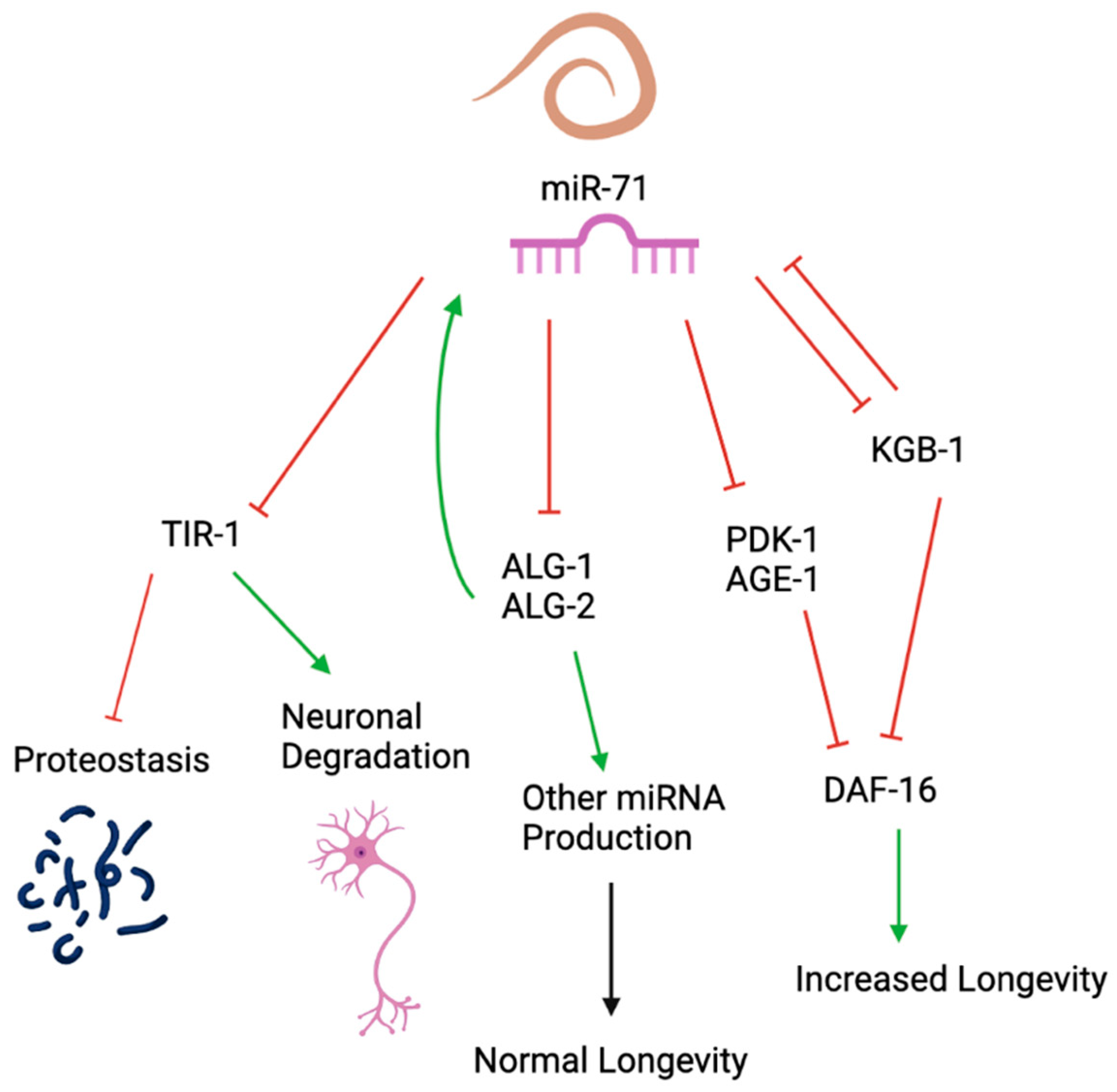 Ncrna 09 00041 g002 Ncrna 09 00041 g002