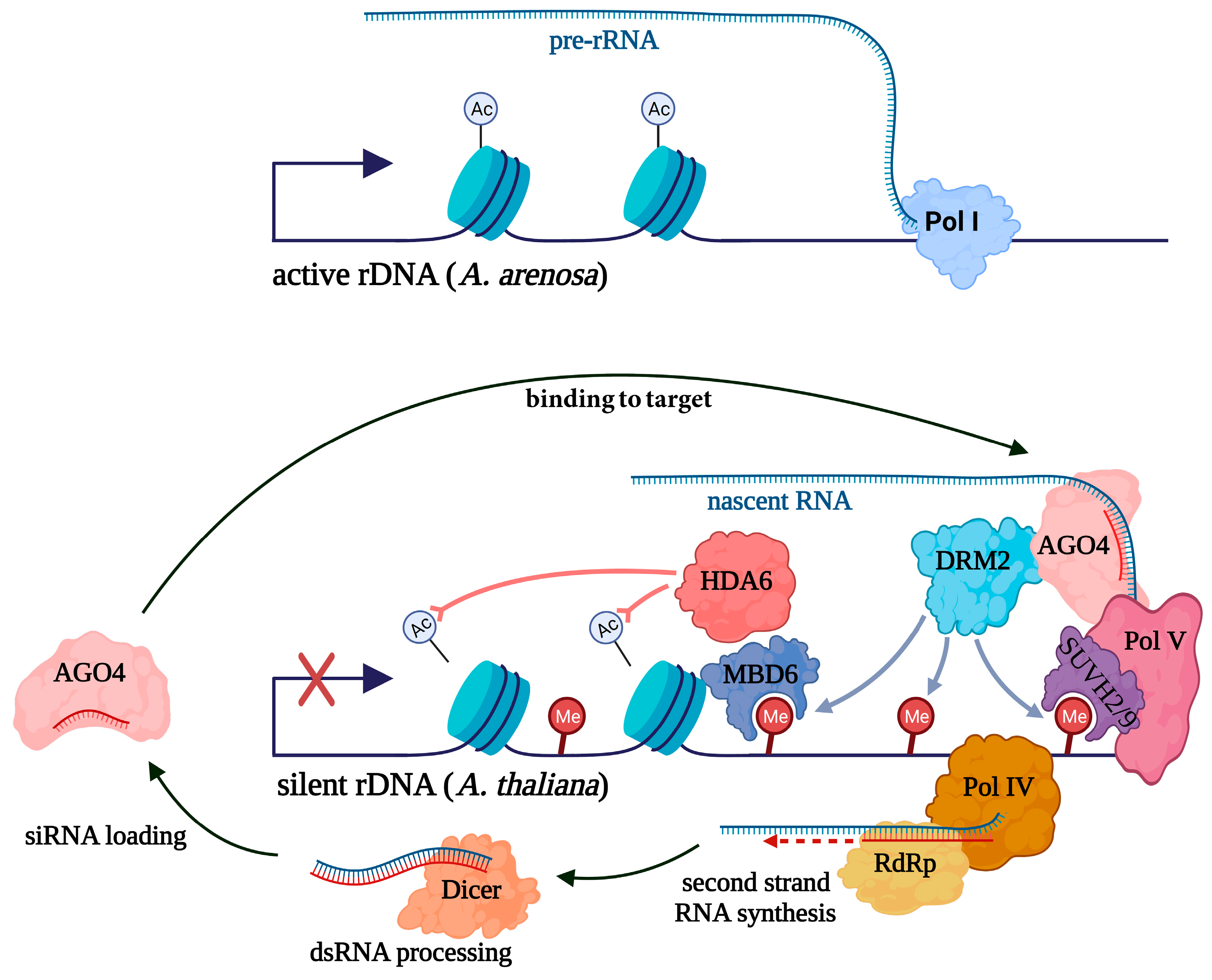 Ncrna 10 00019 g001 Ncrna 10 00019 g001