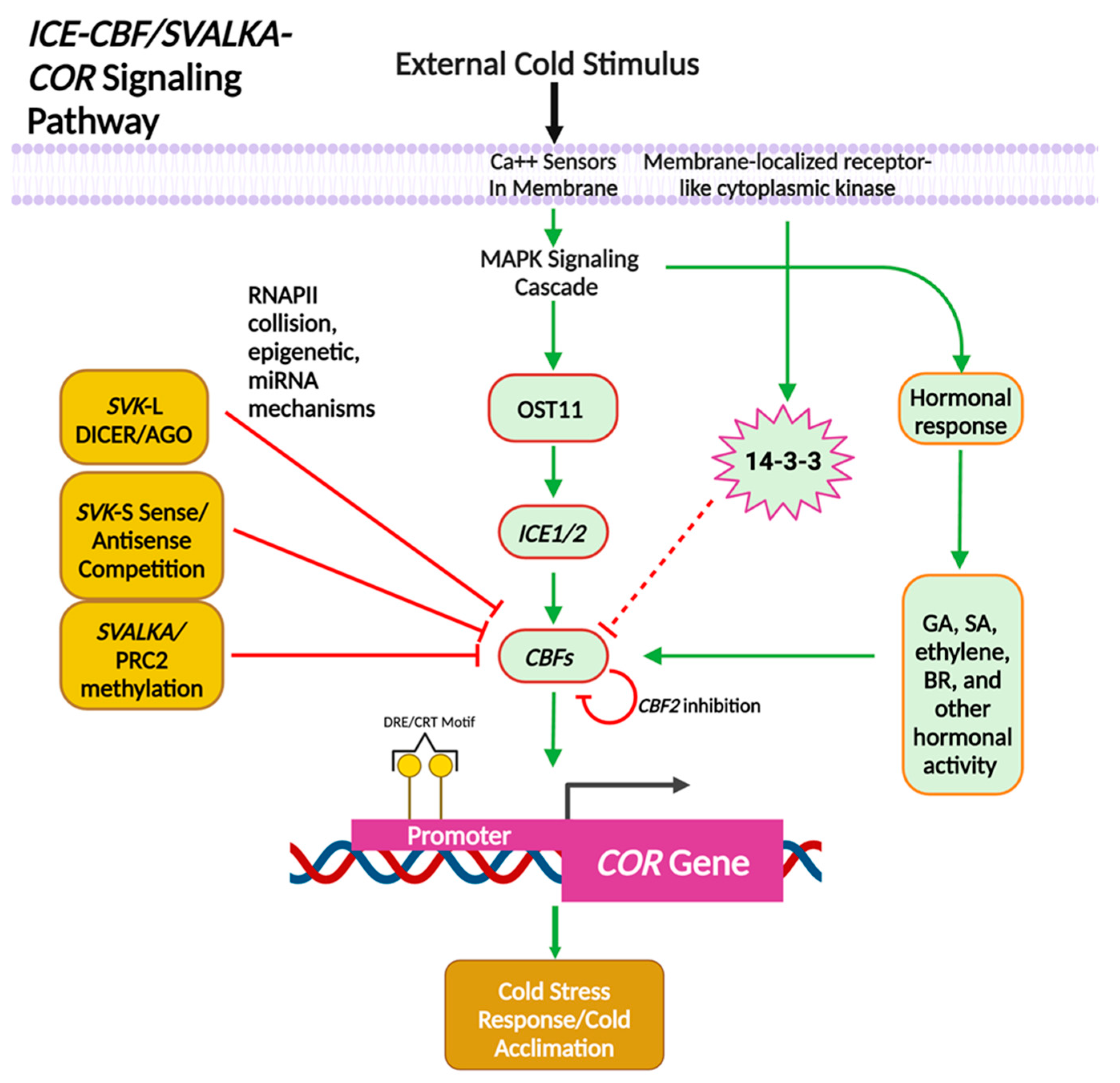 Ncrna 10 00059 g003 Ncrna 10 00059 g003