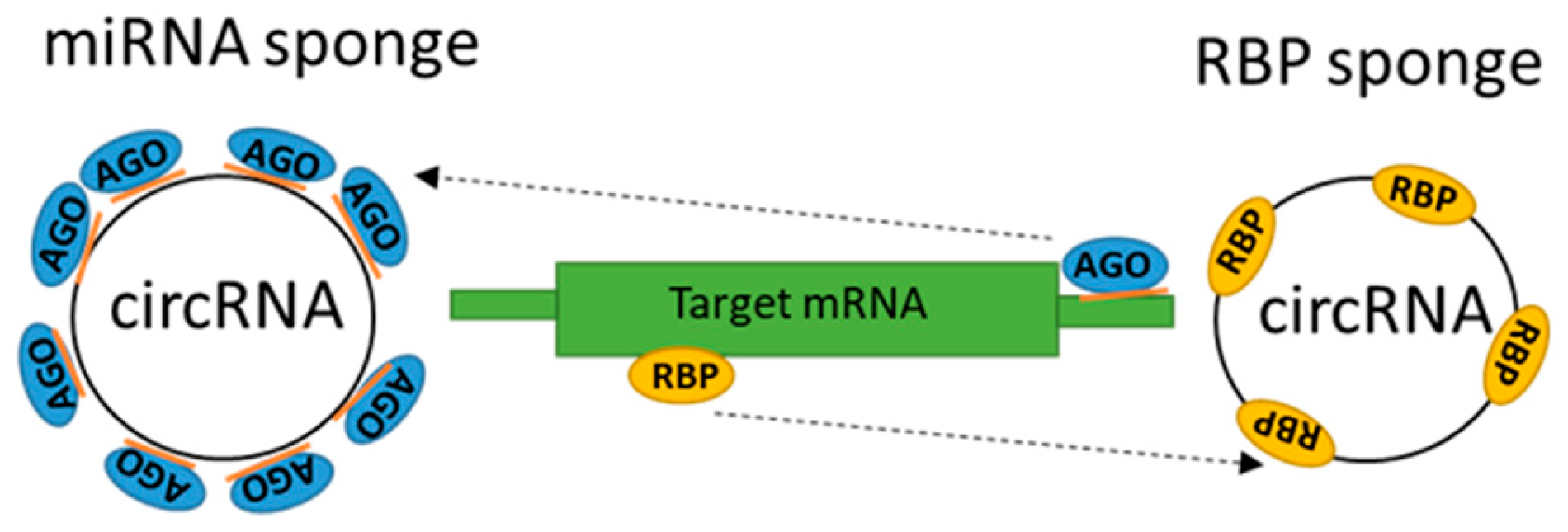 Ncrna 11 00022 g008 Ncrna 11 00022 g008