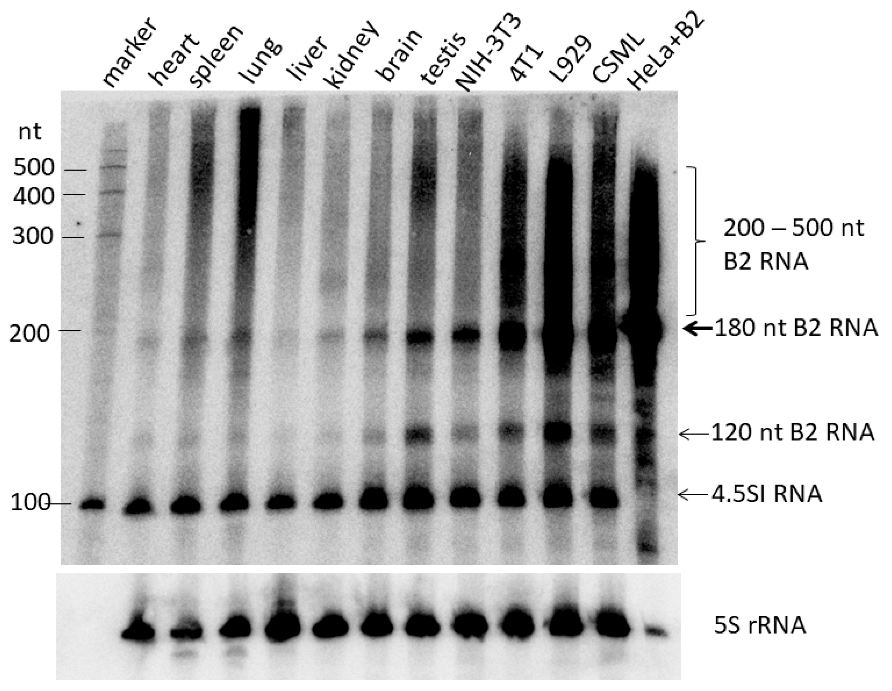 Ncrna 11 00039 g001 Ncrna 11 00039 g001