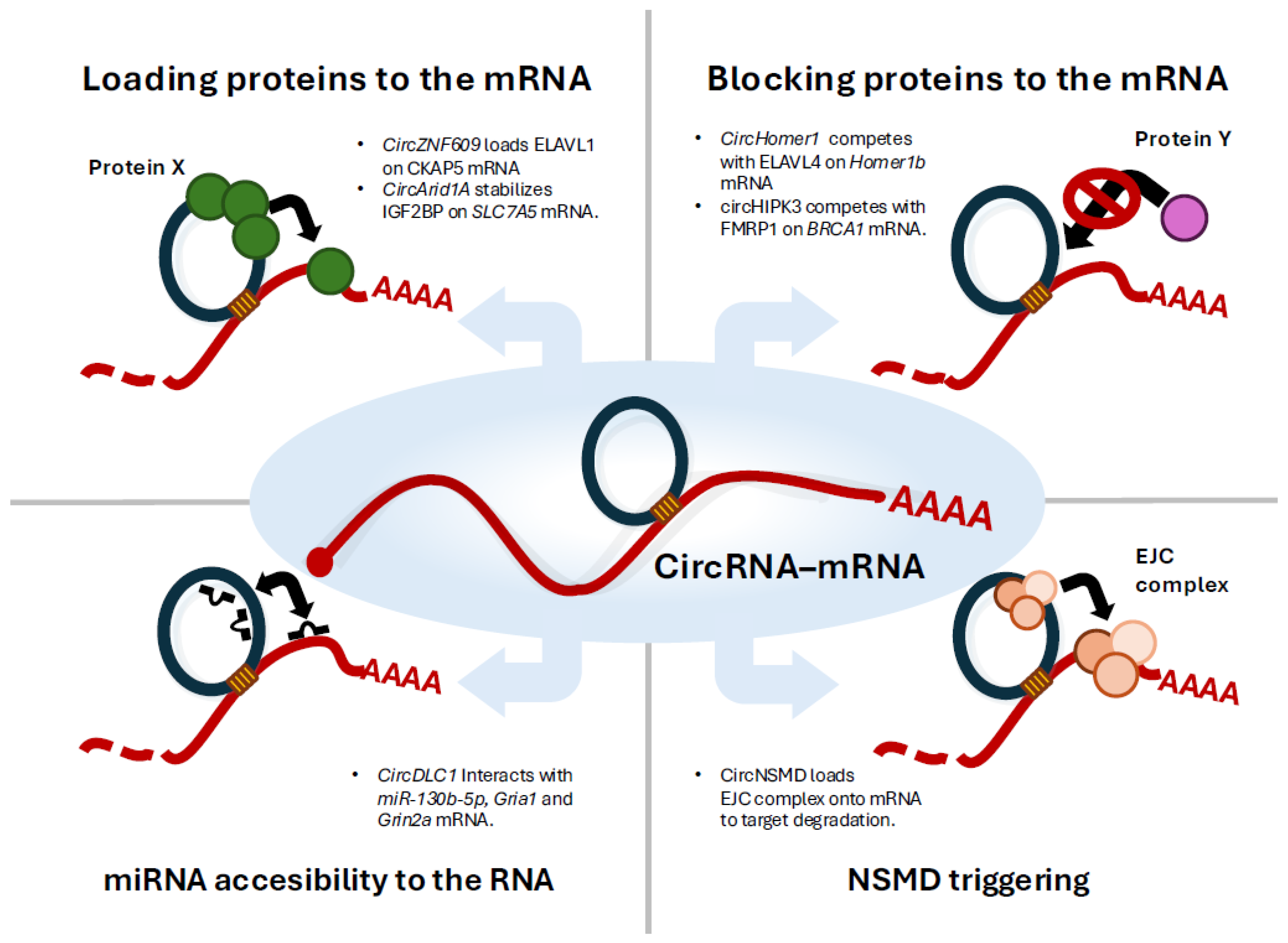 Ncrna 11 00053 g001 Ncrna 11 00053 g001