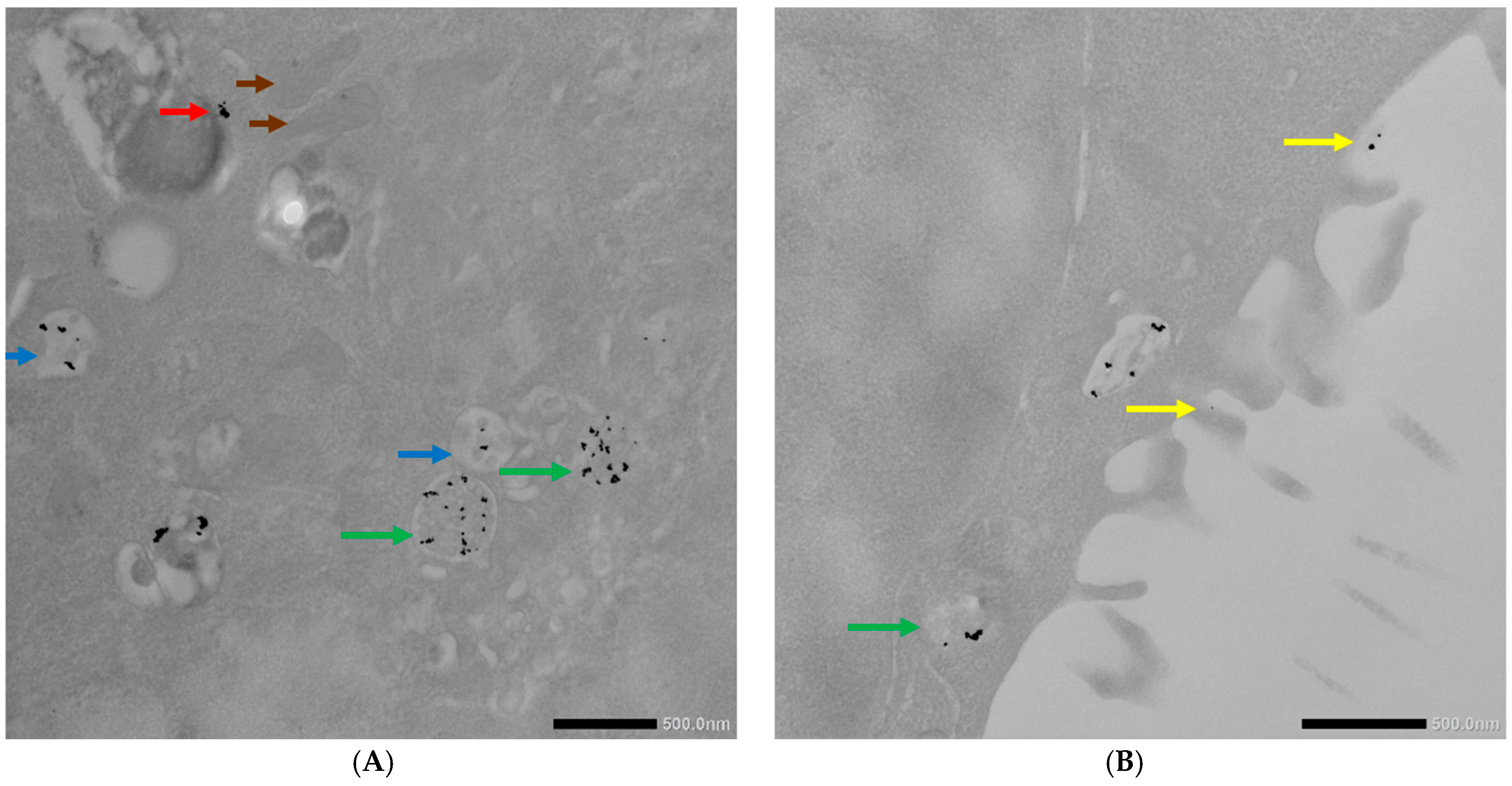 Ncrna 11 00066 g008a