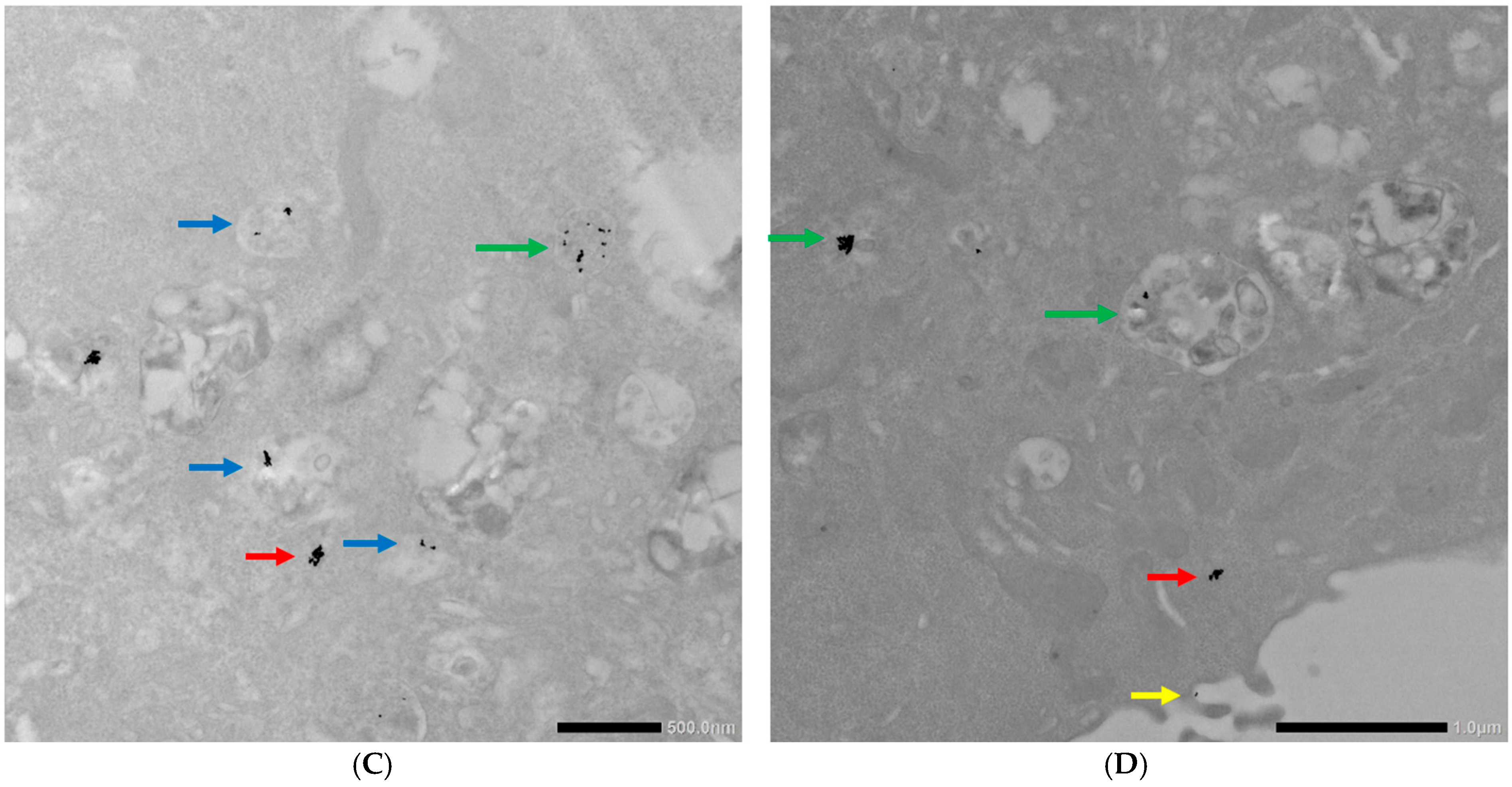 Ncrna 11 00066 g008b