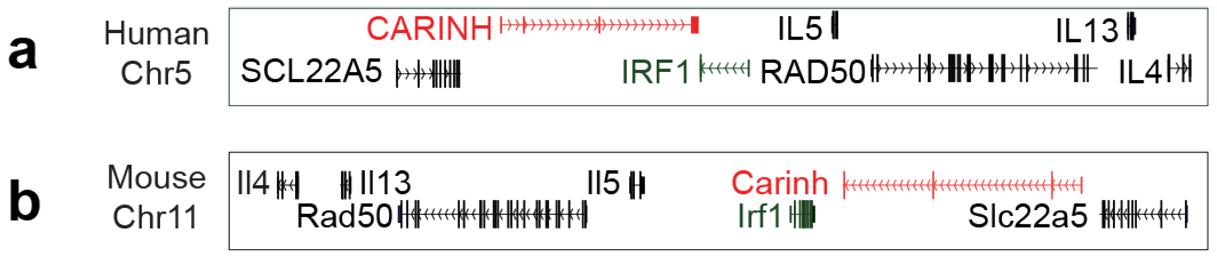 Ncrna 11 00079 g001 Ncrna 11 00079 g001