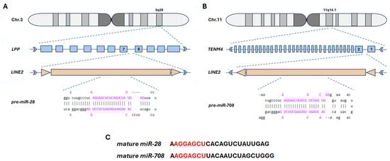 Schematic representation of genomic locations for miR-28-5p and miR-708-5p. (A). The encoding sequence for pre-miR-28-5p overlaps with the LINE-2 transposon, which is located within the intronic region of exon 7 and 8 (blue boxes) of the LPP gene on chromosome 3, band q28 (3q28). (B). The pre-miR-708-5p sequence is also embedded in a LINE-2 transposon, located in the intronic region between exon 1 and 2 (blue boxes) of the TENM4 gene on chromosome 11, band q14.1 (11q14.1). (C). Sequences of the mature miR-28-5p and miR-708-5p, in which the seed region is indicated in red. Pre-miR-28-5p and pre-miR-708-5p sequences are illustrated in their stem-loop conformation, and the mature sequence bases are highlighted in pink font. LINE-2 transposon is represented in orange boxes flanked by two orange triangles (direct repeats). Blue arrow heads to the right indicate the positive strand of the genomic DNA, while blue arrow heads to the left indicate the minus strand of the genomic DNA.