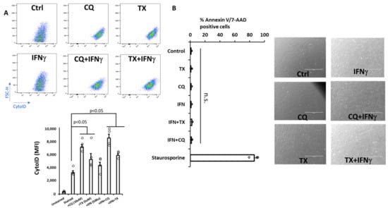 TX or CQ treatments cause accumulation of autophagic vehicles in MSCs without cytotoxicity or upregulation of apoptotic markers. MSCs were treated as indicated for 48 h to evaluate markers of apoptosis and autophagy (n = 3–4). (A) Assessment of autophagic vehicles using Cyto-ID staining of autophagic vesicles by flow cytometry and its quantification (bottom); (B) Annexin V and 7AAD staining of cells after exposure to TX, CQ, IFNg, or combinations (left) and light microscopy assessment of cells upon treatment (bar = 1000 mm); staurosporine was used as a positive control. Circles around bar graphs indicate individual data points (n = 3–5). Error bars represent the standard error between the replicates. n.s.: no statistical significance between the groups to the left of the line.