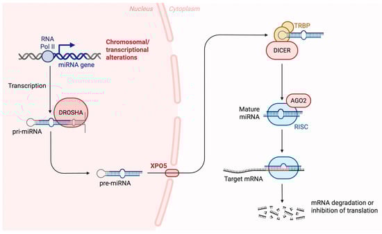 miRNAs are transcribed by RNA polymerase II as primary transcripts (pri-miRNAs), which are then processed in the nucleus by the enzyme Drosha along with its cofactor DGCR8 into precursor miRNAs (pre-miRNAs). These pre-miRNAs are transported to the cytoplasm via exportin 5, where they associate with the Dicer/TRBP complex and are cleaved into short double-stranded RNA molecules. One strand of this miRNA duplex is then incorporated into the Argonaute protein to form the RNA-induced silencing complex (RISC). RISC then binds to specific target mRNAs, leading to their degradation, destabilization, or inhibition of translation. In addition to the canonical pathway, miRNAs can be generated through non-canonical biogenesis routes, including Drosha-independent mechanisms (where pri-miRNAs are processed by the spliceosome) as well as Dicer-independent pathways. Abbreviations: Ago2: Argonaute 2, DGCR8: DiGeorge syndrome critical region 8, RISC: RNA-induced silencing complex, TRBP: Transactivation response element RNA-binding protein. Created in https://BioRender.com (accessed on 8 July 2025). Modified from Seyhan, Attila 2023 [51].