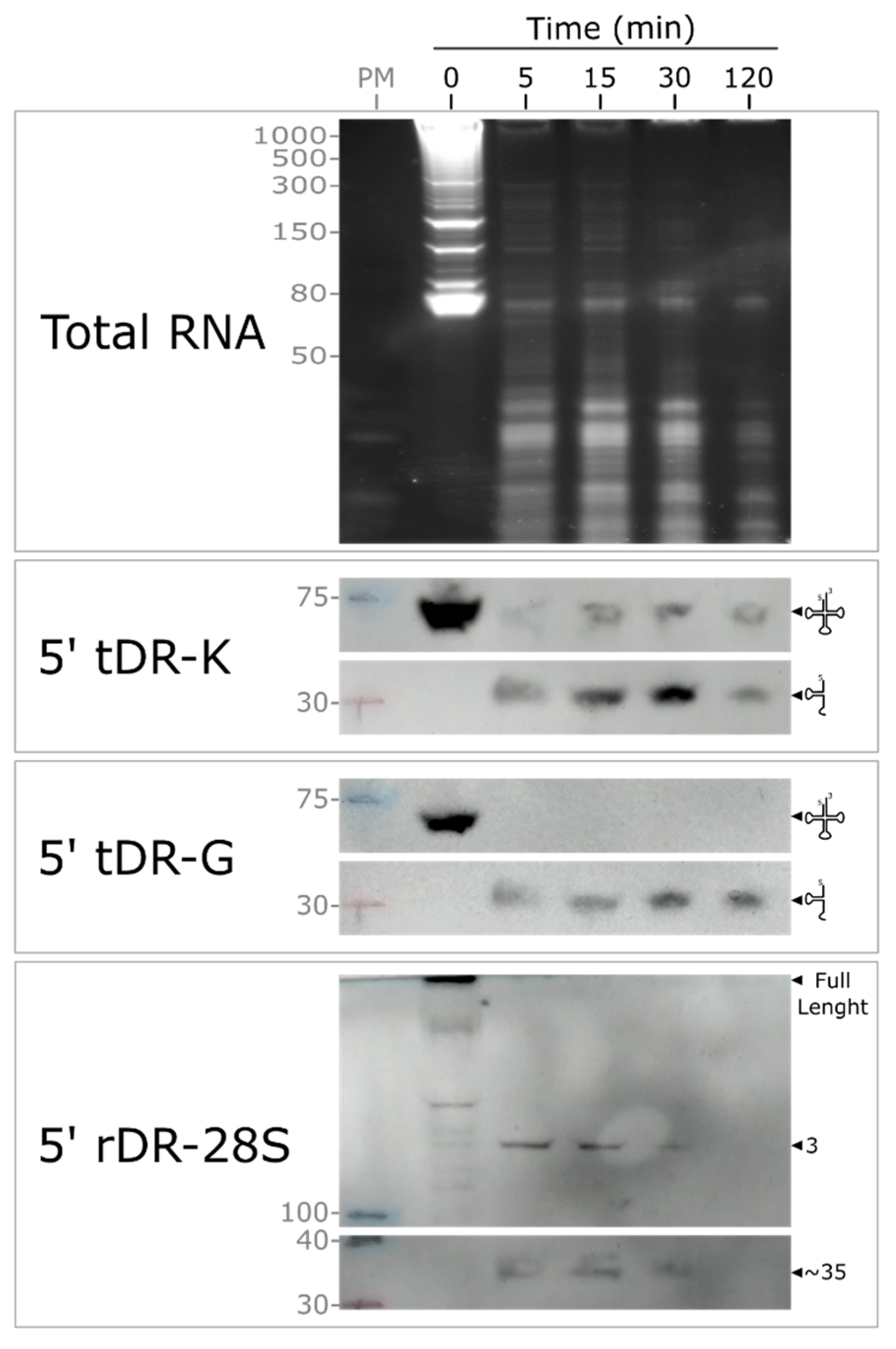 Ncrna 12 00005 g005 Ncrna 12 00005 g005