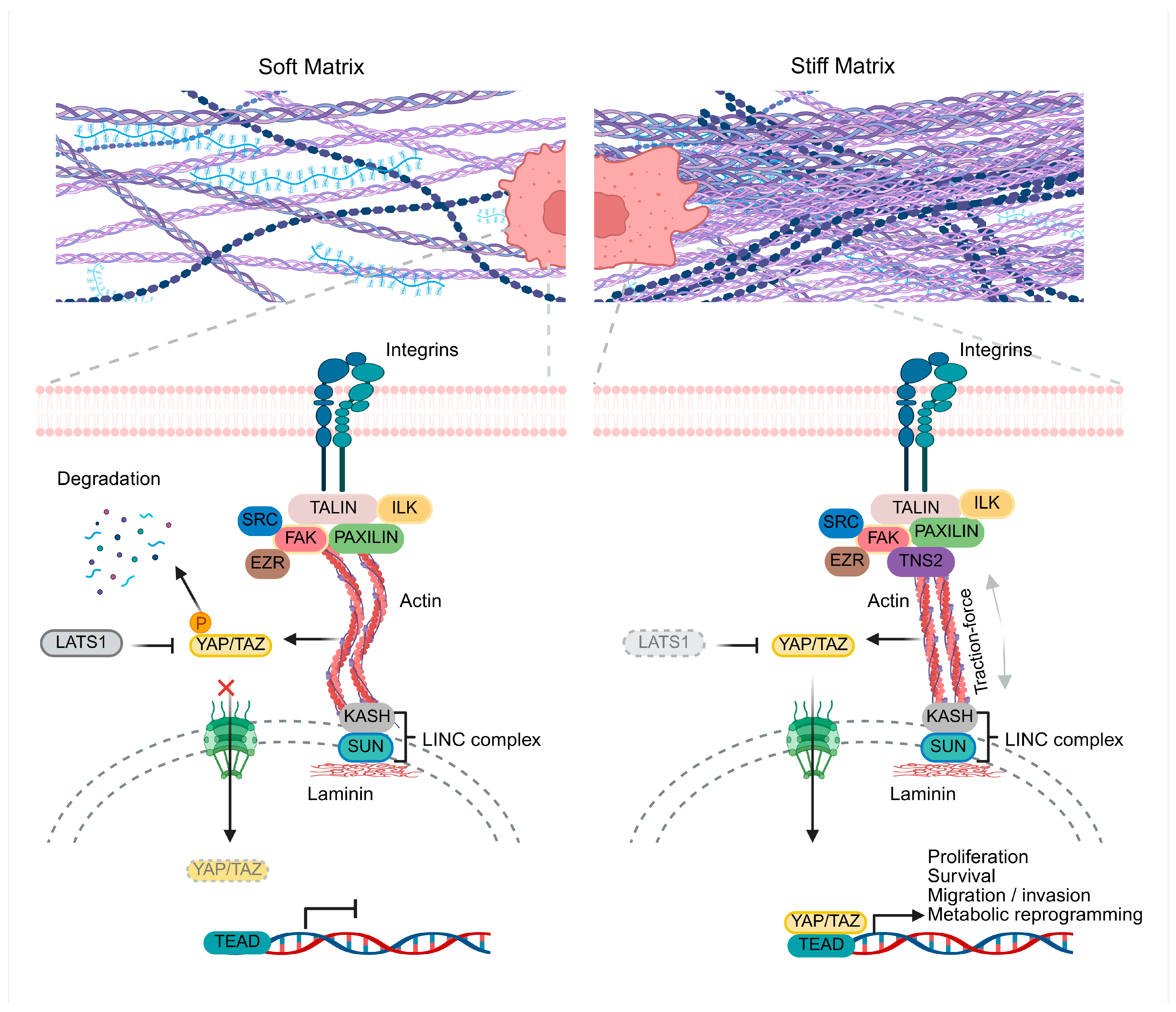 Ncrna 12 00007 g001 Ncrna 12 00007 g001