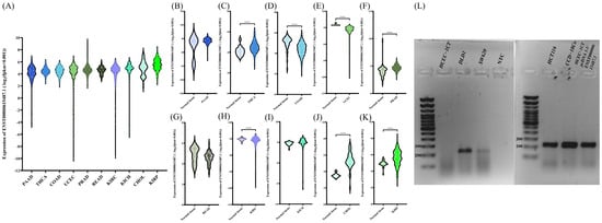 Expression analysis of ENST00000615487.1 across human malignancies and colon-derived cell lines. (A) Expression levels of ENST00000615487.1 across the 10 tumor types exhibiting the highest transcript expression, arranged in ascending order. Data were obtained using the UCSC Xena browser. (B–K) Differential expression analysis of ENST00000615487.1 between normal and tumor tissues in the selected tumor types: (B) PAAD, (C) THCA, (D) COAD, (E) PRAD, (F) UCEC, (G) READ, (H) KIRC, (I) KICH, (J) CHOL, and (K) KIRP. Data were obtained using the UCSC Xena browser. **** designates q < 0.0001; q-values represent FDR-adjusted p-values (Benjamini–Krieger–Yekutieli correction). (L) Detection of ENST00000615487.1 expression in normal, tumor, and fibroblastic colon cell lines by PCR. Agarose gel electrophoresis showing PCR products obtained from HCEC-1CT, HCT116, DLD1, SW620, and CCD-18Co cell lines. The first lane represents the 100 bp molecular weight marker. HCEC-1CT cells transfected with the pcDNA3.1/ENST00000615487.1 construct were used as a positive control, while NTC represents the negative control.