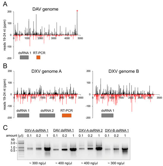 Persistent DAV and DXV infection of cultured cells. (A) Virus-derived siRNA reads from deep sequencing mapped to the Drosophila A virus (DAV) genome; sense reads are indicated in black and above the axis, antisense reads in red and below the axis. We used the position of the 3′-end for the sense reads and the 5′-end for the antisense reads. The normalization of sequencing depth was to all Drosophila genome matching reads and is expressed as parts per million (ppm). Asterisk: This signal was truncated for the diagram because an exceptionally high read number was mapped to this position (3346 ppm, this is reduced to 856 if only 21 + 22 mers are considered). The region targeted with the dsRNA fragment is shaded in gray on the bottom; the region amplified via RT-PCR for virus detection is shaded in orange. (B) Virus-derived siRNA reads were mapped to the Drosophila X virus (DXV) genome as described in (A); note that the scale is identical. DXV has two genomic RNAs, referred to as A (left) and B (right). The region targeted with the dsRNA fragment is shaded in gray on the bottom; the regions amplified via RT-PCR for virus detection are shaded in orange. (C) Analysis and yield estimation of the dsRNA fragments obtained after in vitro transcription (IVT). We estimated the yields by comparing the intensity of the 0.1 µL sample band to the more intense marker bands (labeled); these correspond to ~50 ng of DNA. While this approach is only a rough estimation, it is not affected by remaining NTPs from the transcription reaction.