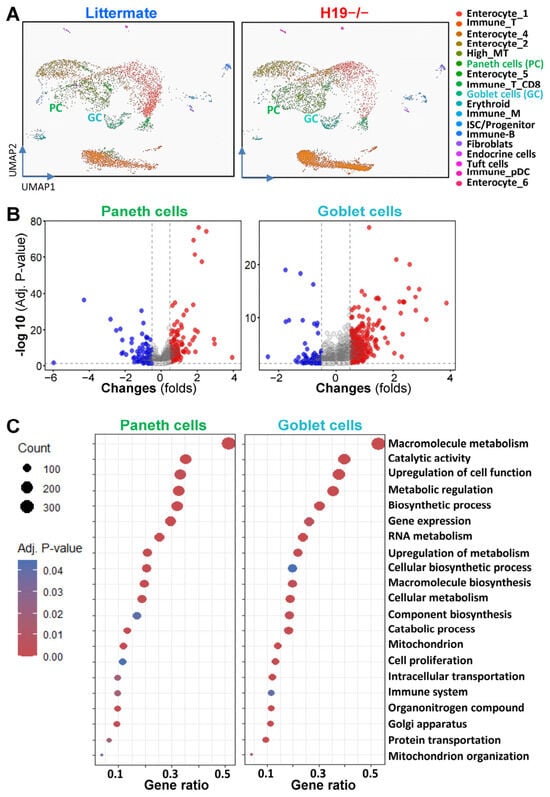 Single-cell transcriptional profiles of Paneth cells and goblet cells in the small intestinal epithelium after deletion of the H19 in mice. (A) Uniform manifold approximation and projection of key epithelial cell types of the small intestinal mucosa from control littermate (left) and H19−/− mice (right). Annotated clusters of Paneth cells are shown in green; goblet cells are shown in light-green. (B) Scatter plot depictions of genes expressed differentially in Paneth cells (left) and goblet cells (right) in the small intestinal mucosa of littermate and H19−/− mice, as measured by scRNA-seq analysis. Values are the means from two separate experiments. (C) Causal analysis of most altered pathways involved in gene transcription and various cellular processes in Paneth cells (left) and goblet cells (right) after H19 deletion in mice.