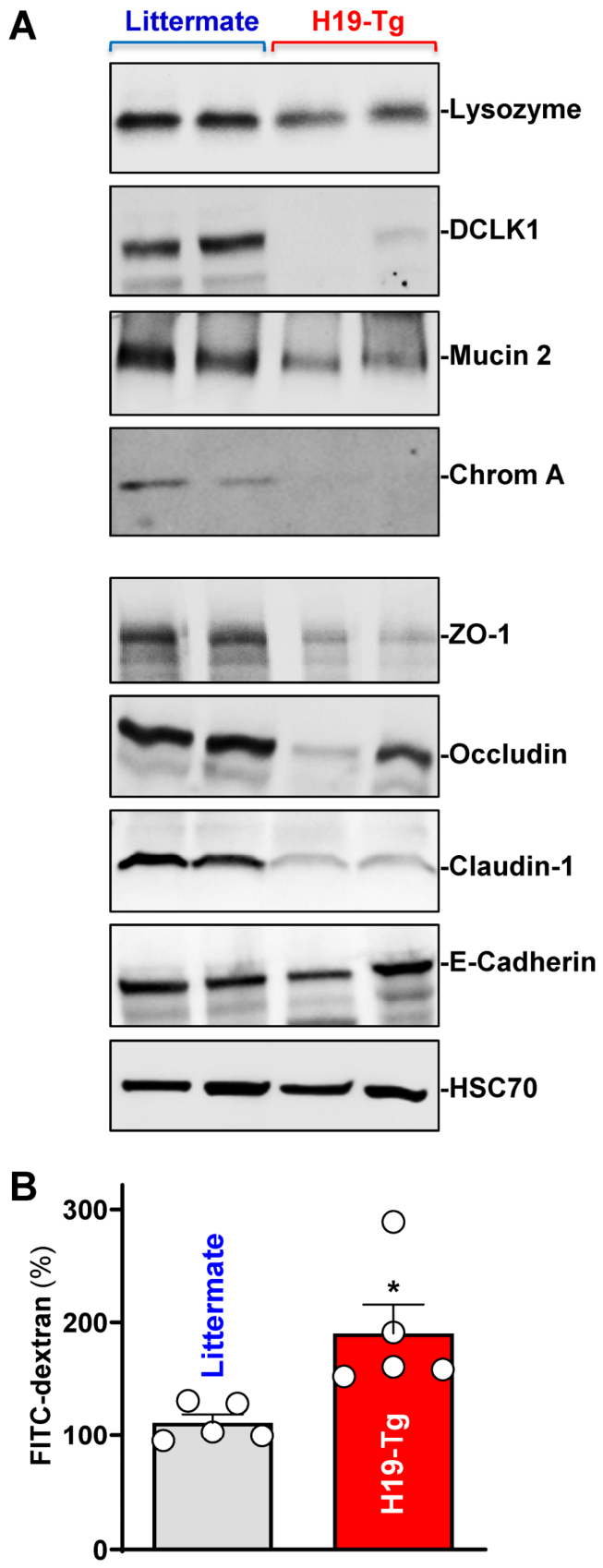 Ncrna 12 00037 g004