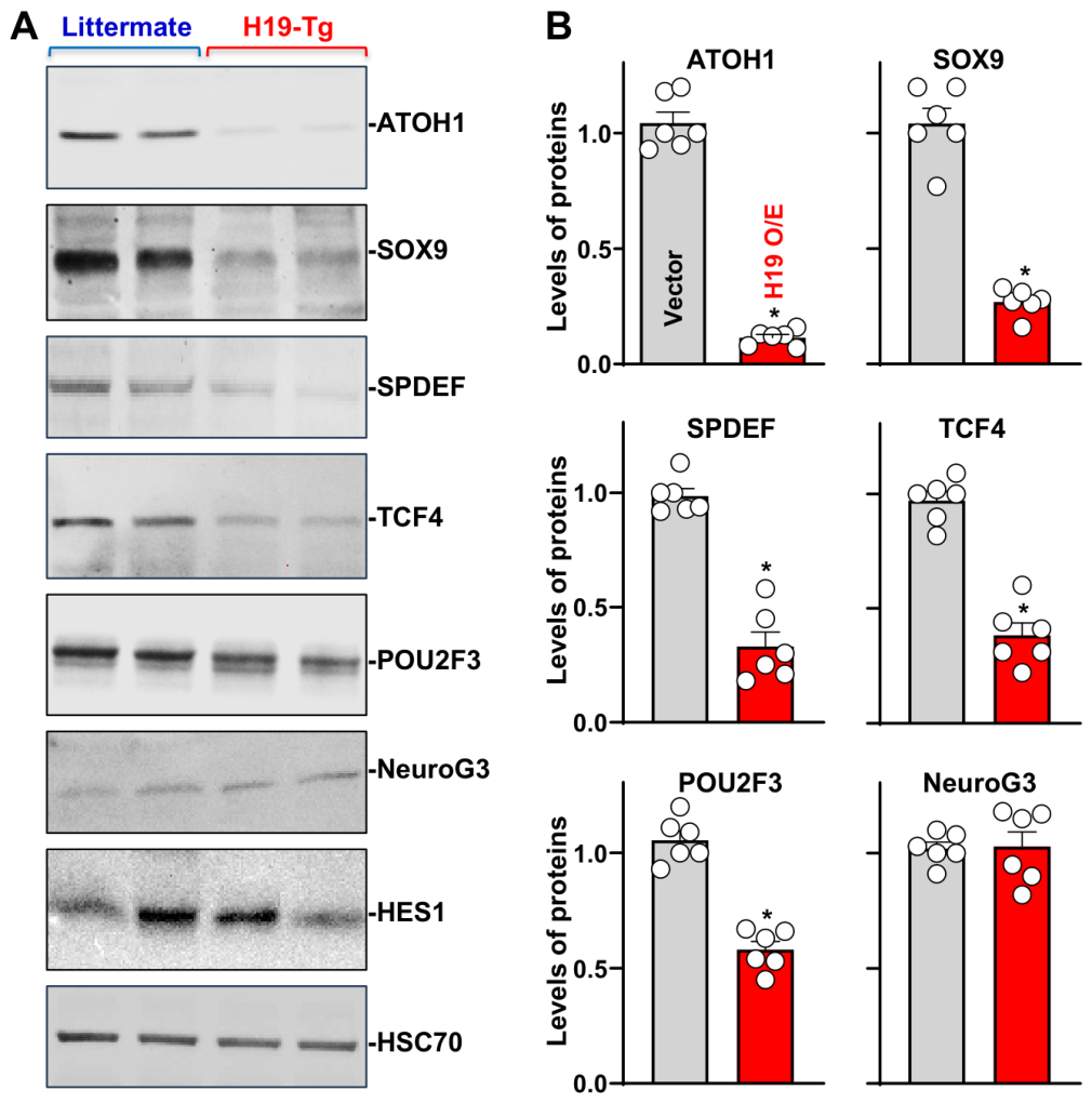 Ncrna 12 00037 g005