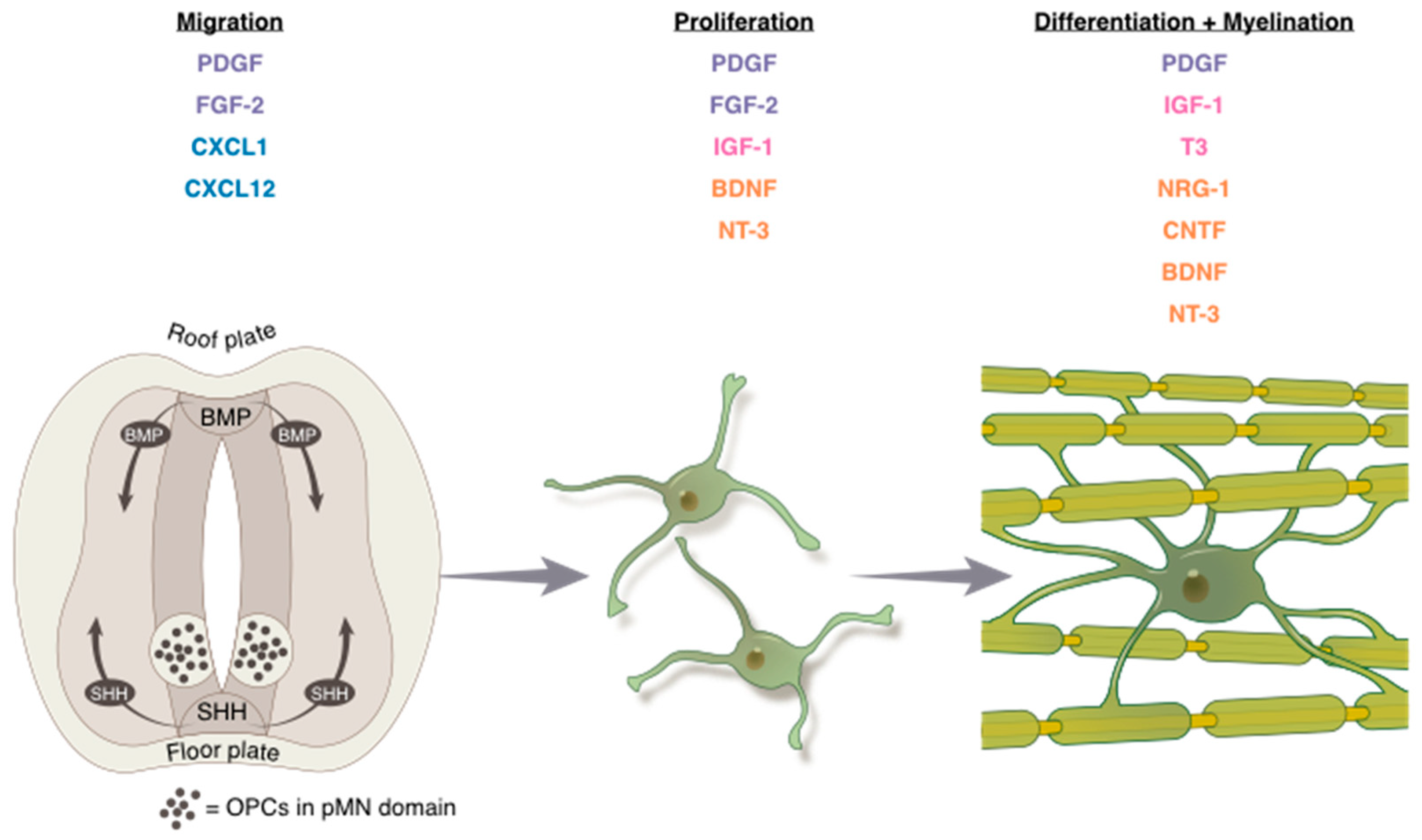 Neuroglia 01 00007 g001